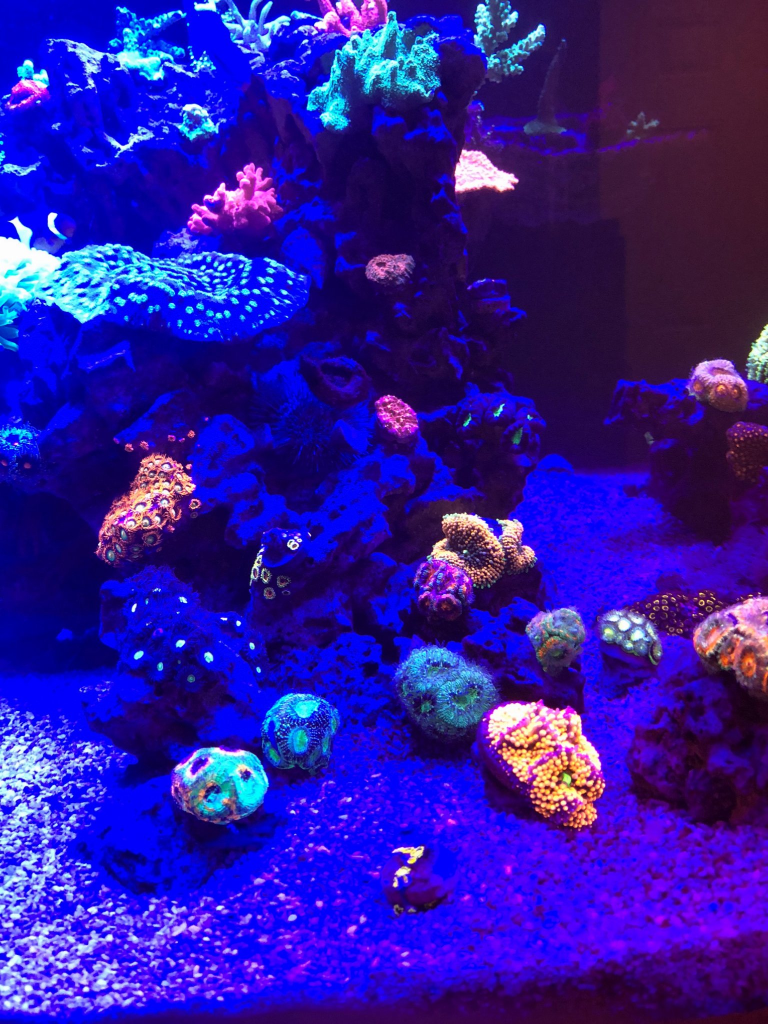 Misc. Corals 7