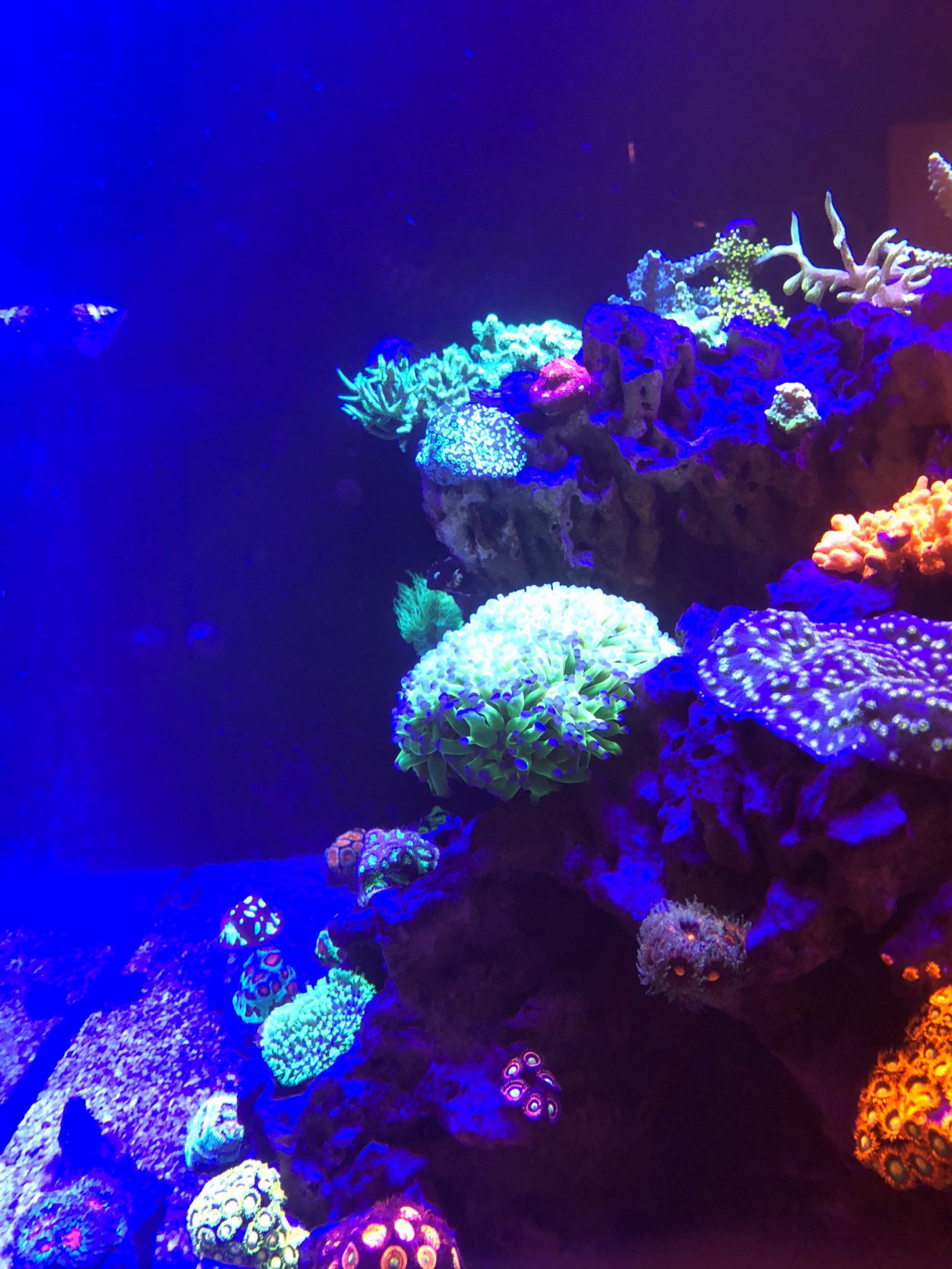 Misc. Corals 8