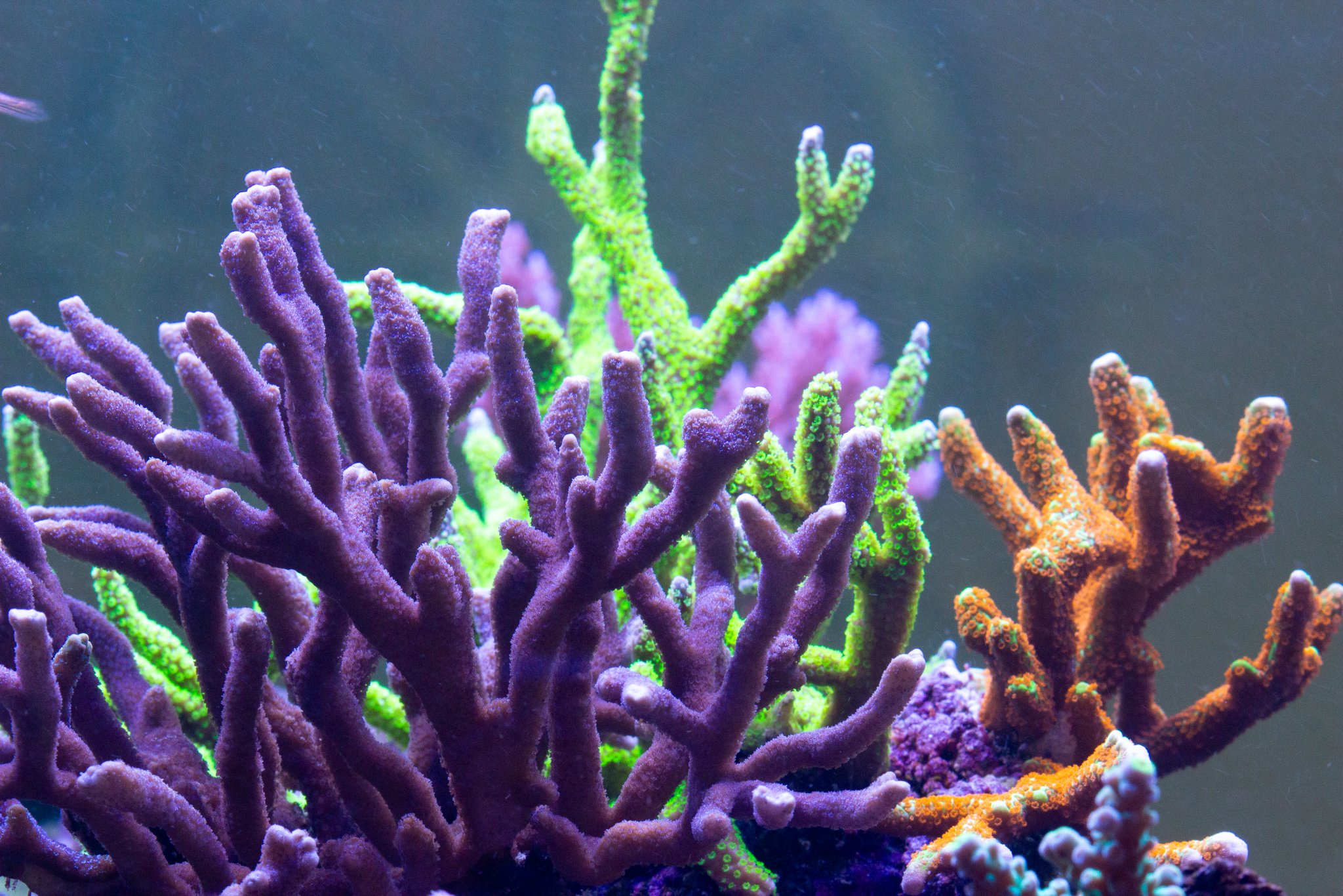 Montipora Digitata.jpg