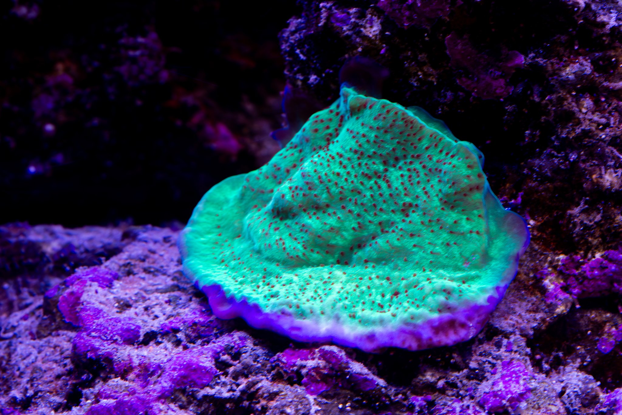 Montipora Jedi Mindtrick.jpg