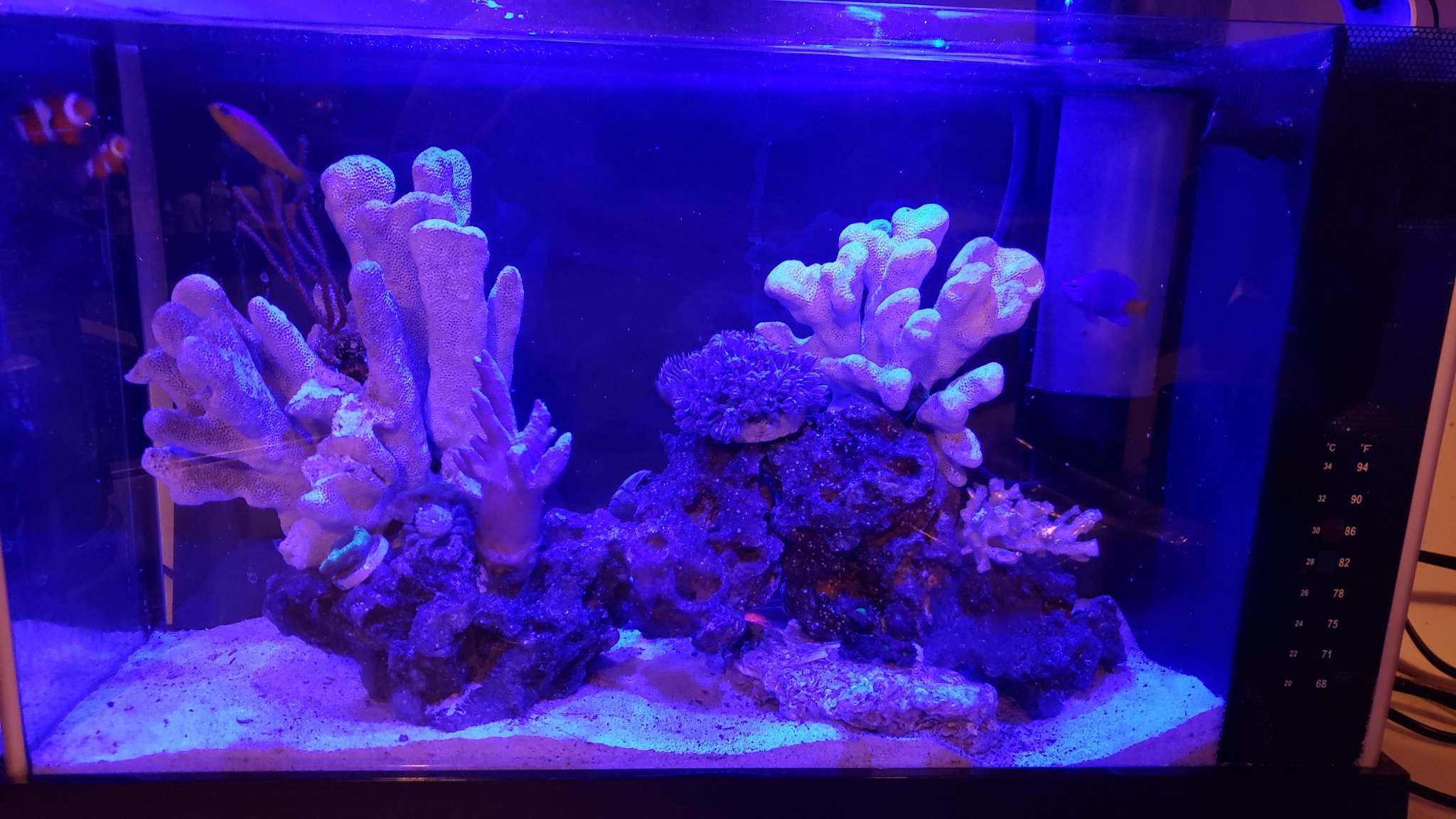 Moonlight on Nano reef #1