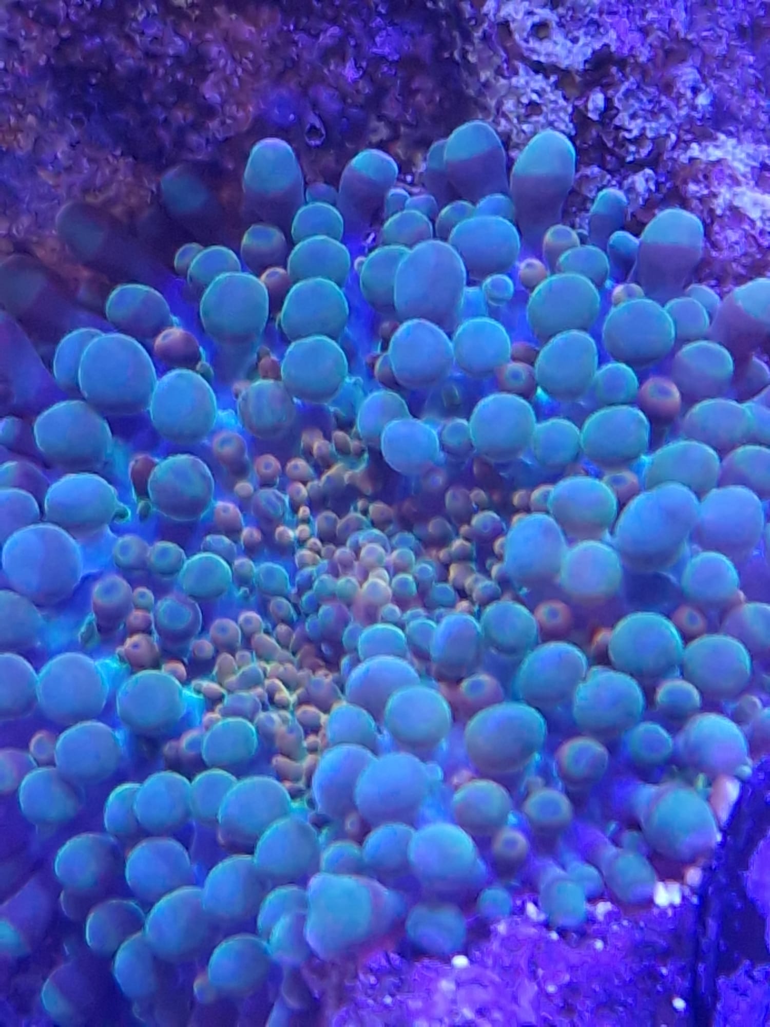 Mushroom