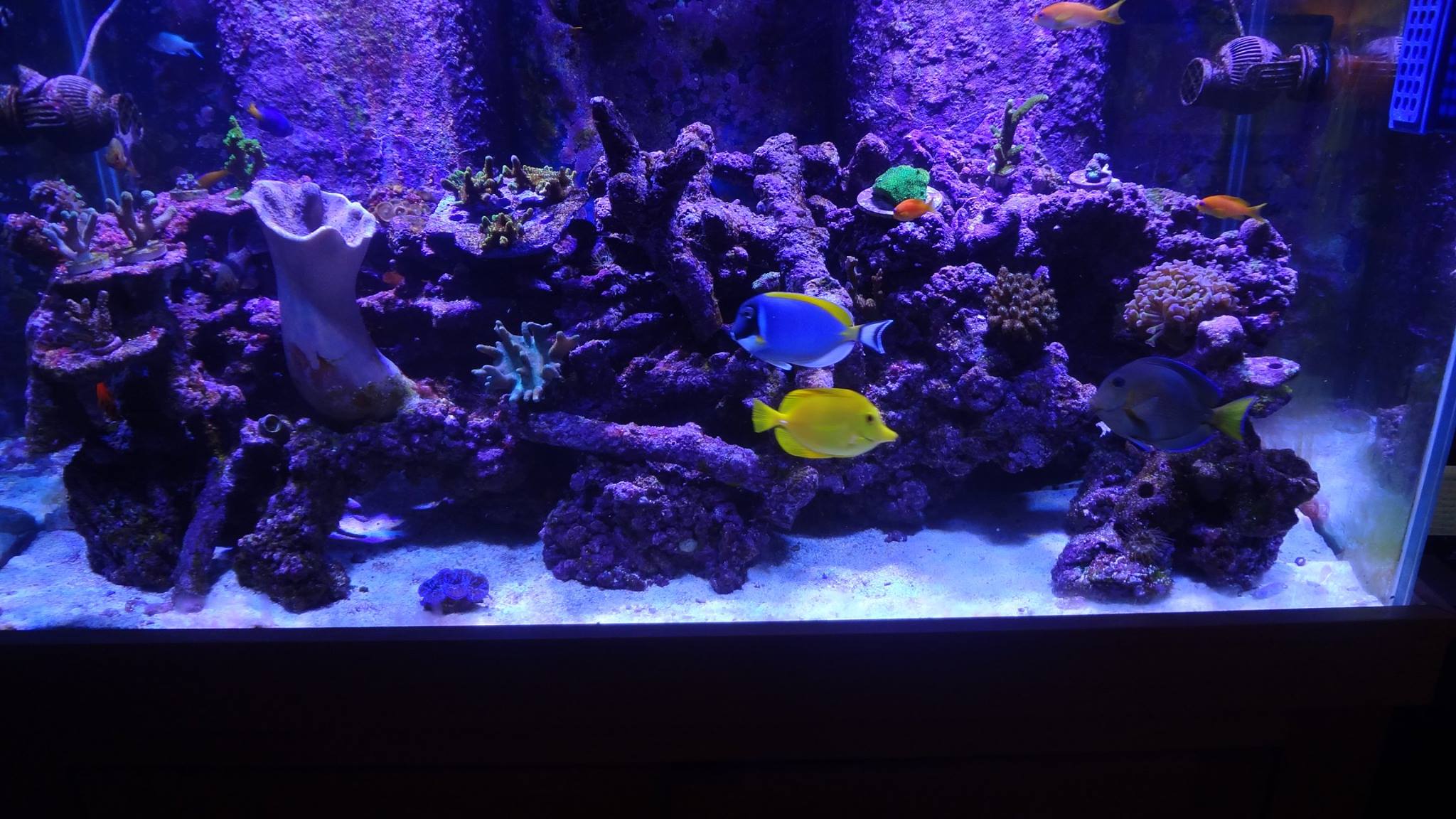 My Current 120 Mixed Reef