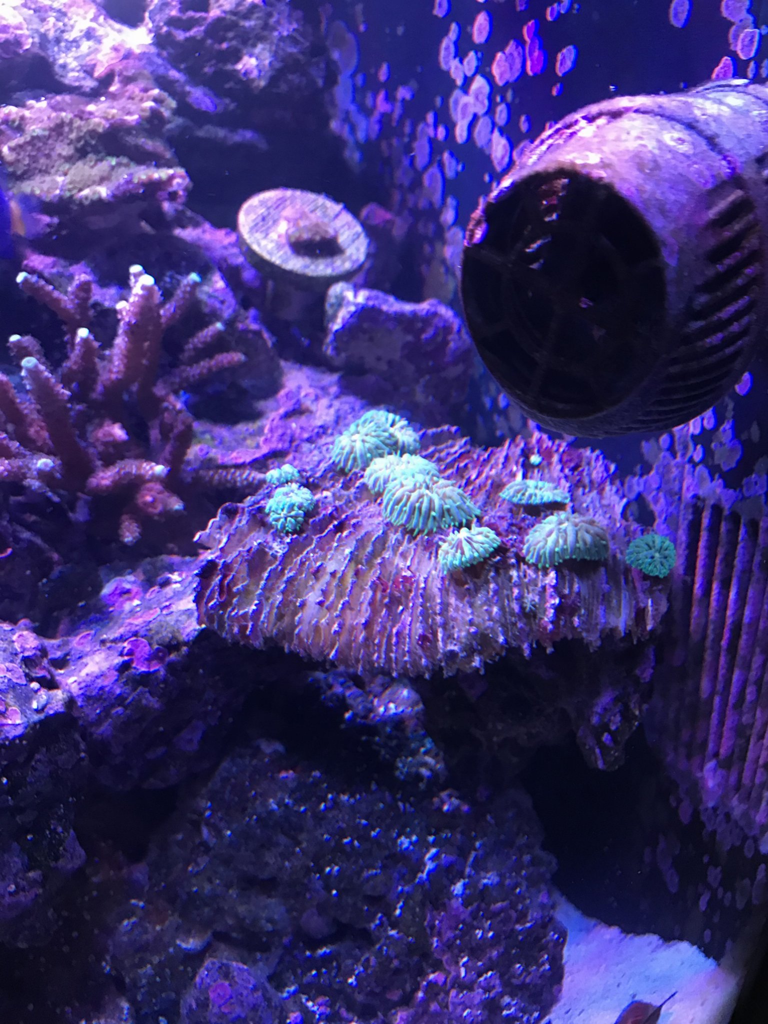 New coral plate