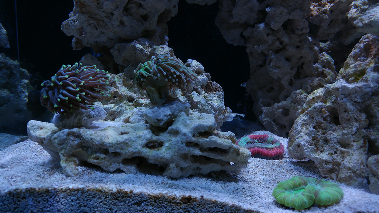 New Corals 7-17-17 - Sheltered Reef Aquaculture