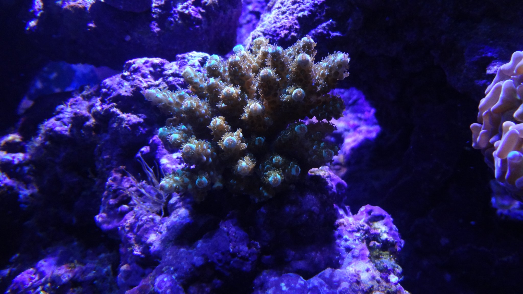 Nice shot of Sarmentosa Acropora Colony