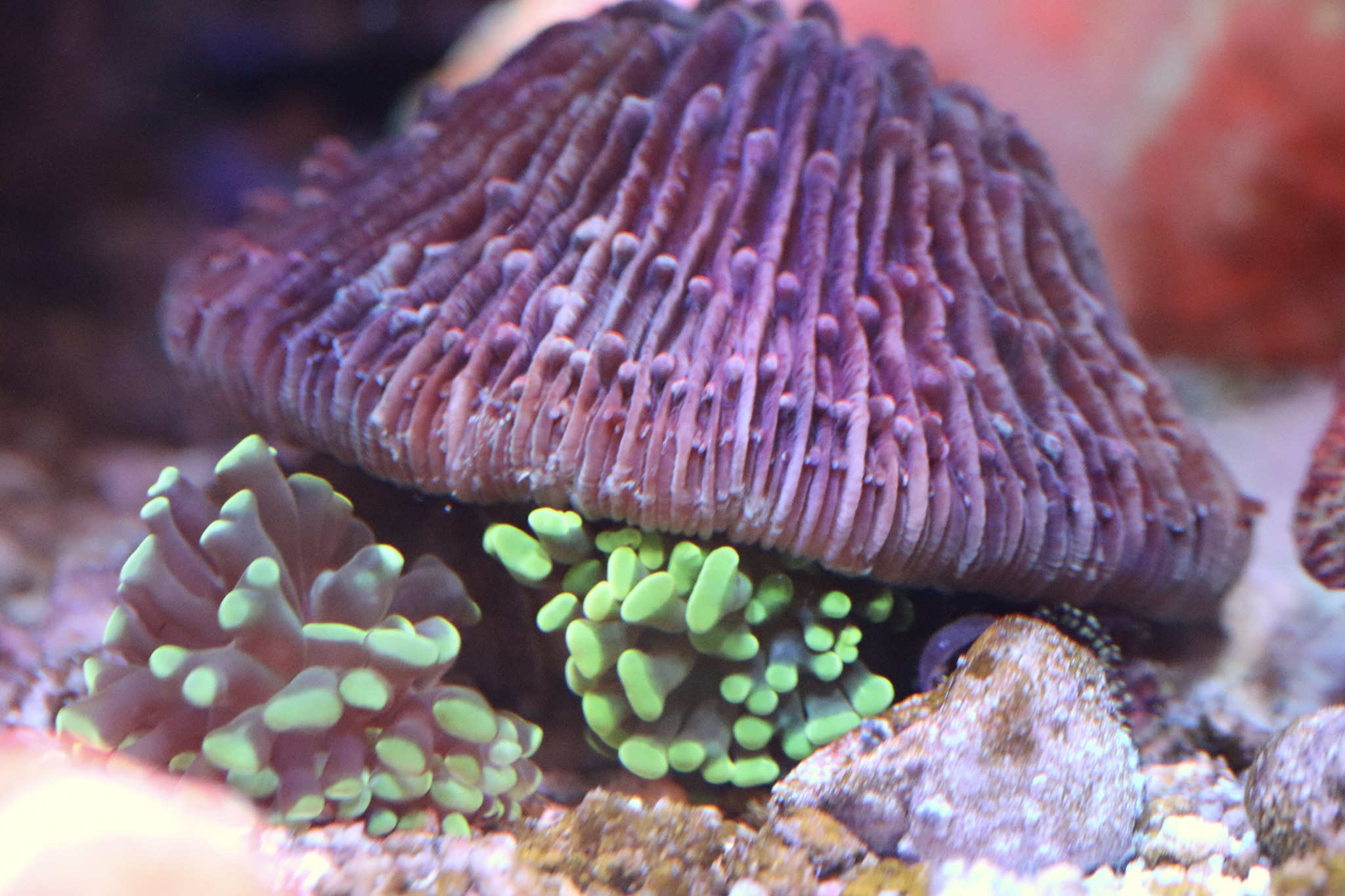 Off roading plate coral on torch