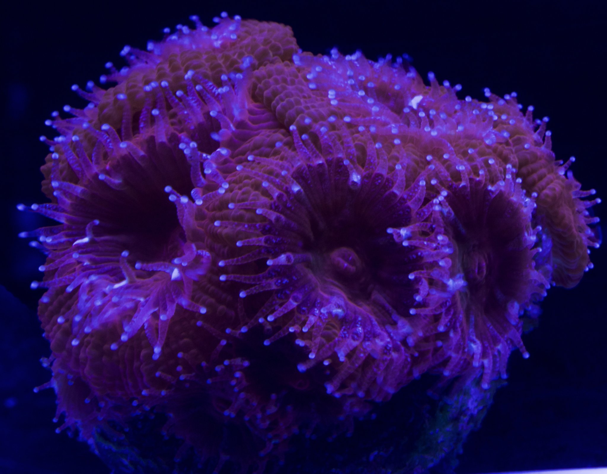 Orangeacan