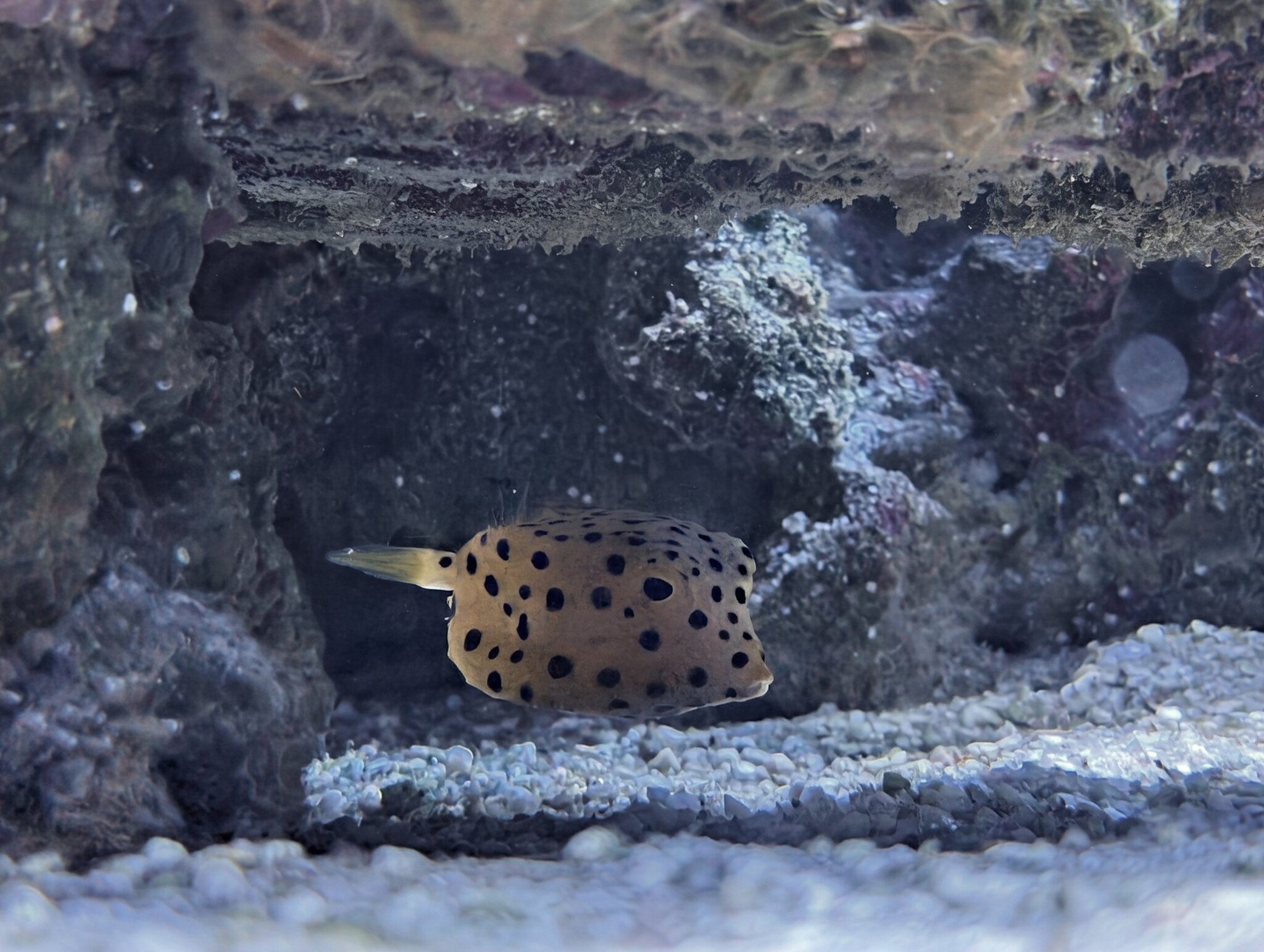 Pablo, Cubicus Yellow Boxfish (Ostracion cubicum)
