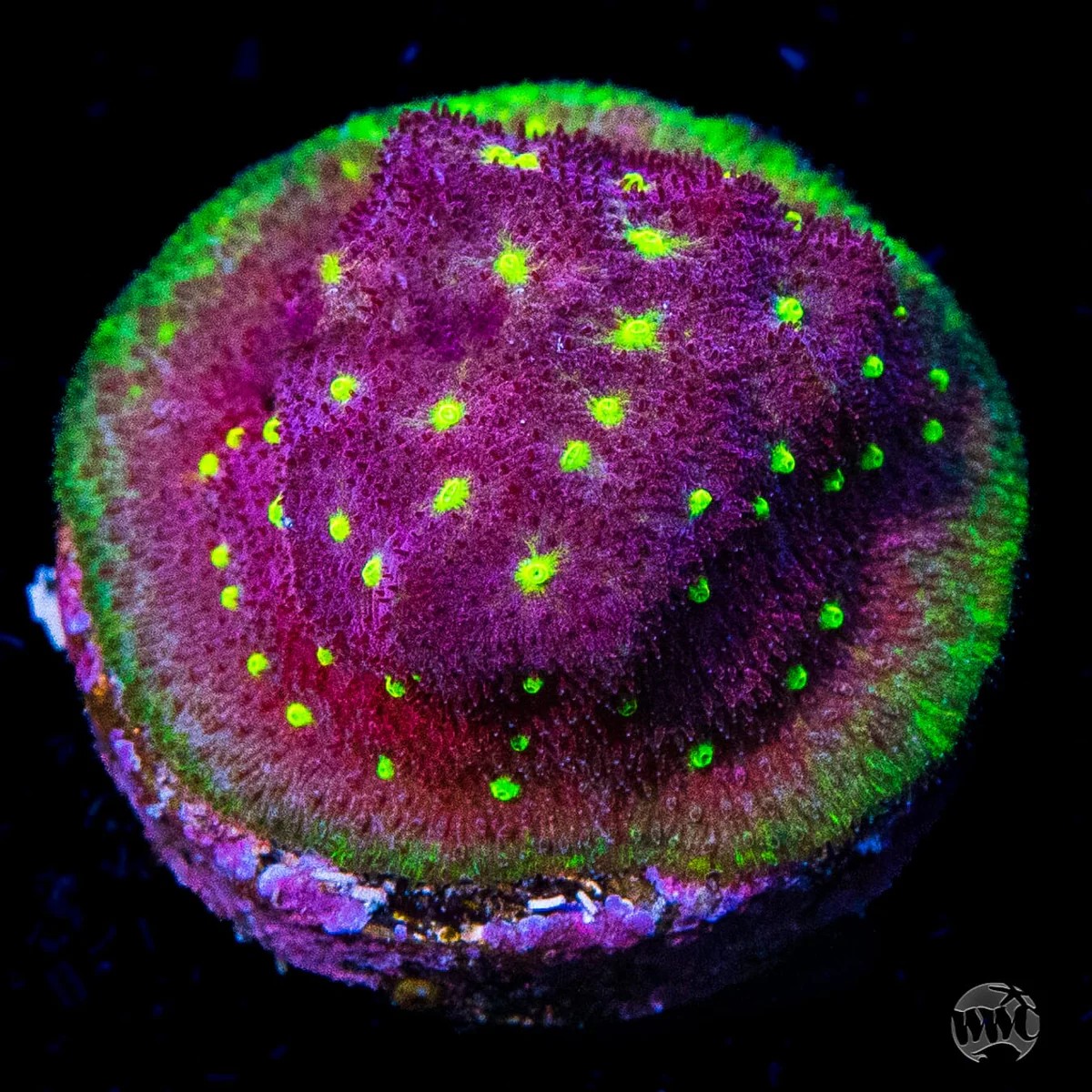 Psammocora WWC Deep Space  Coral.jpg