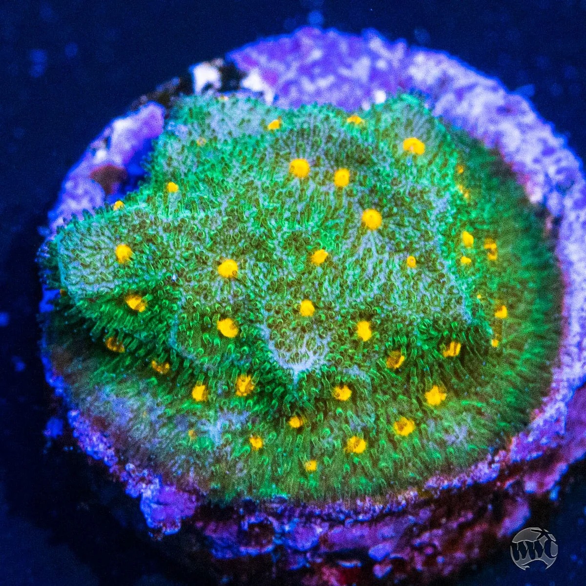 Psammocora  WWC Harvest Moon Coral.jpg