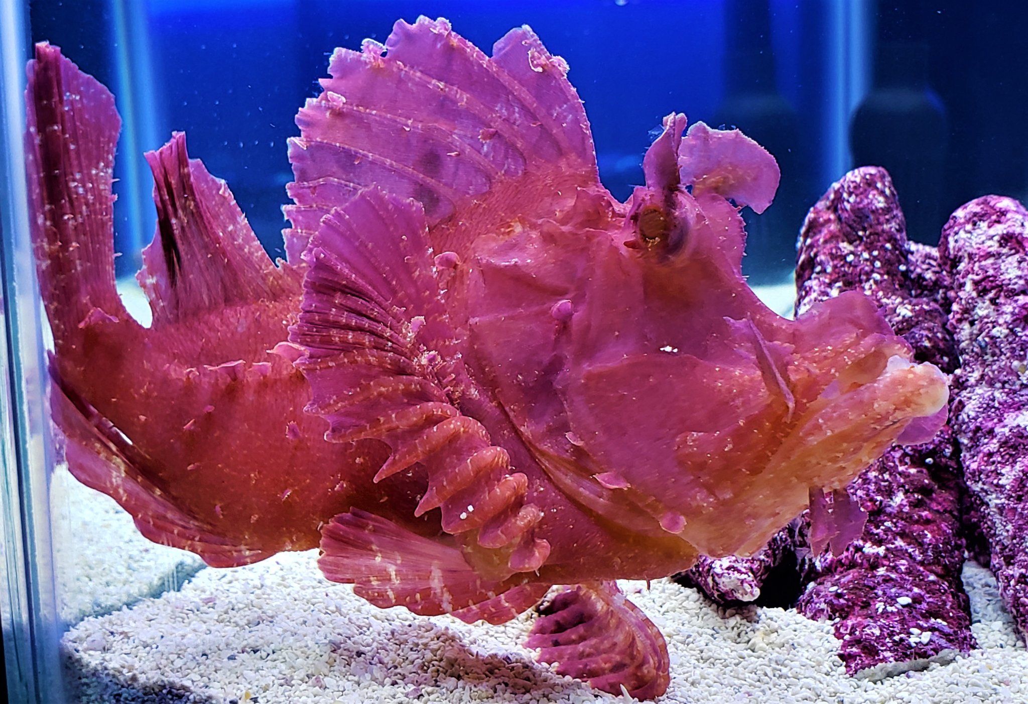 Purple/Red Rhinopias Scorpion fish