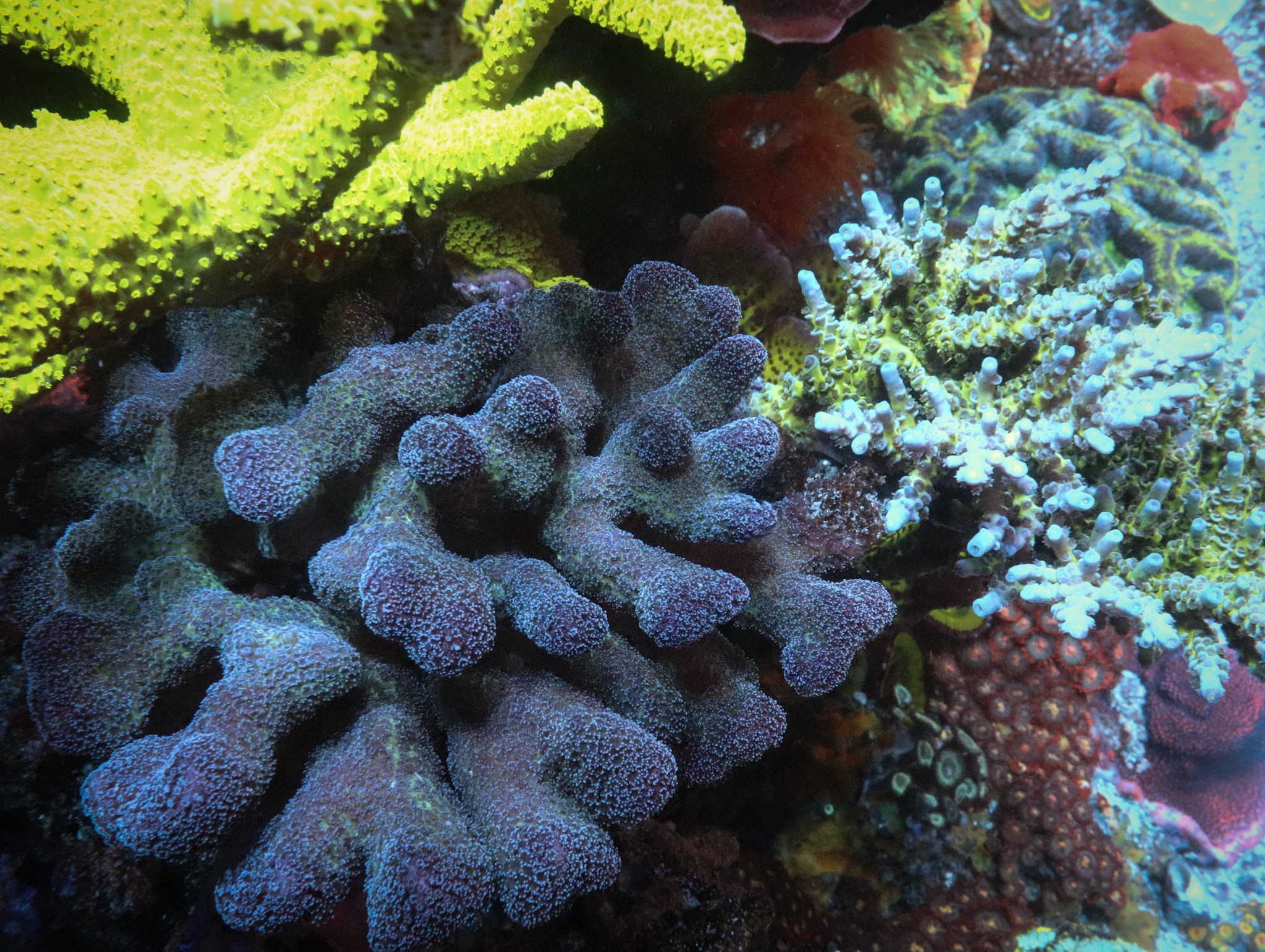 Purple stylopora and his "friend"