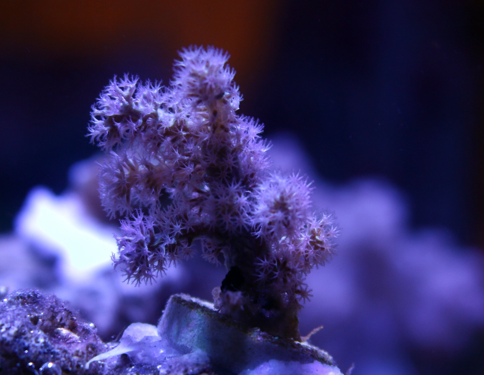 Purple with yellow polyps?