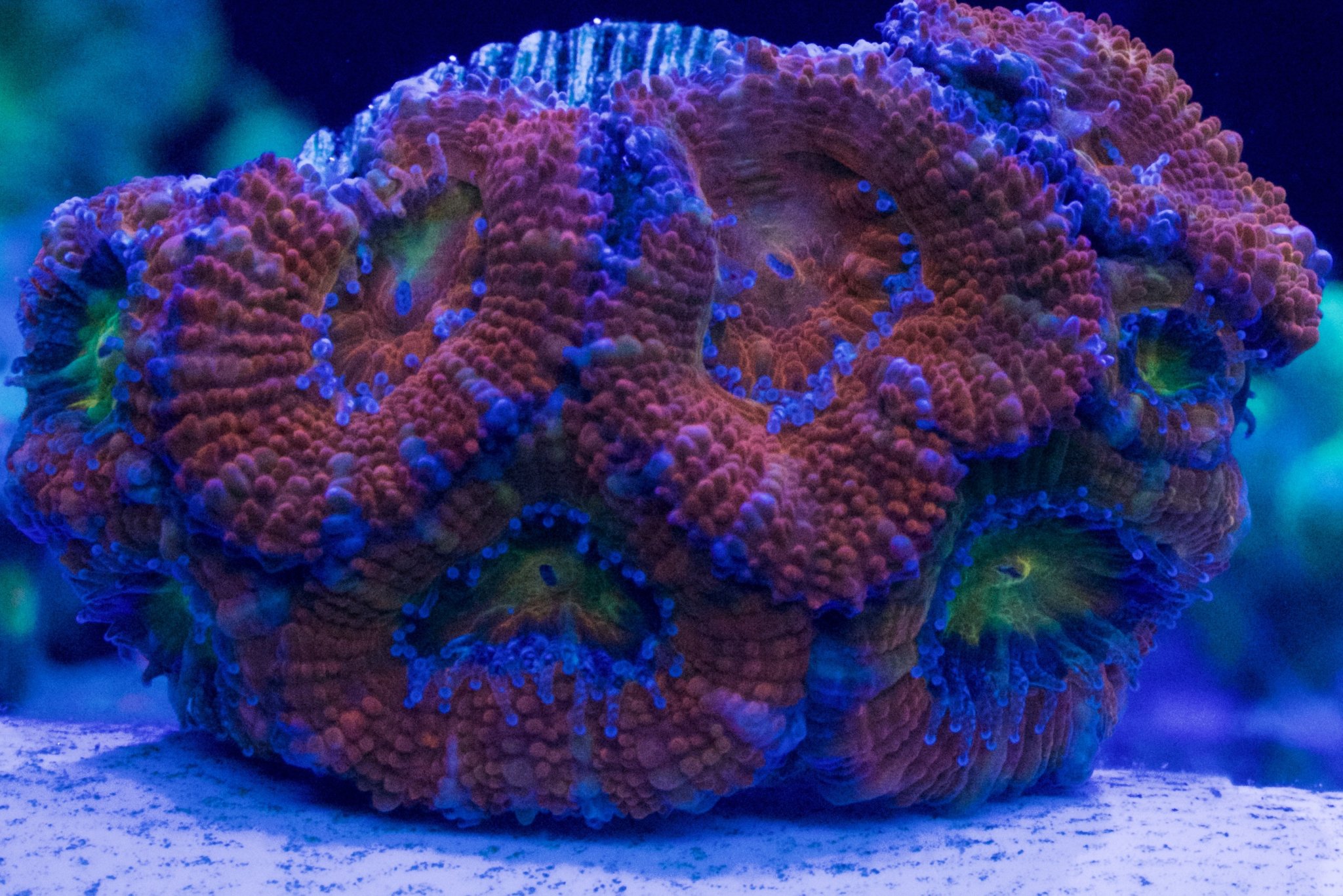 Rainbow Acan