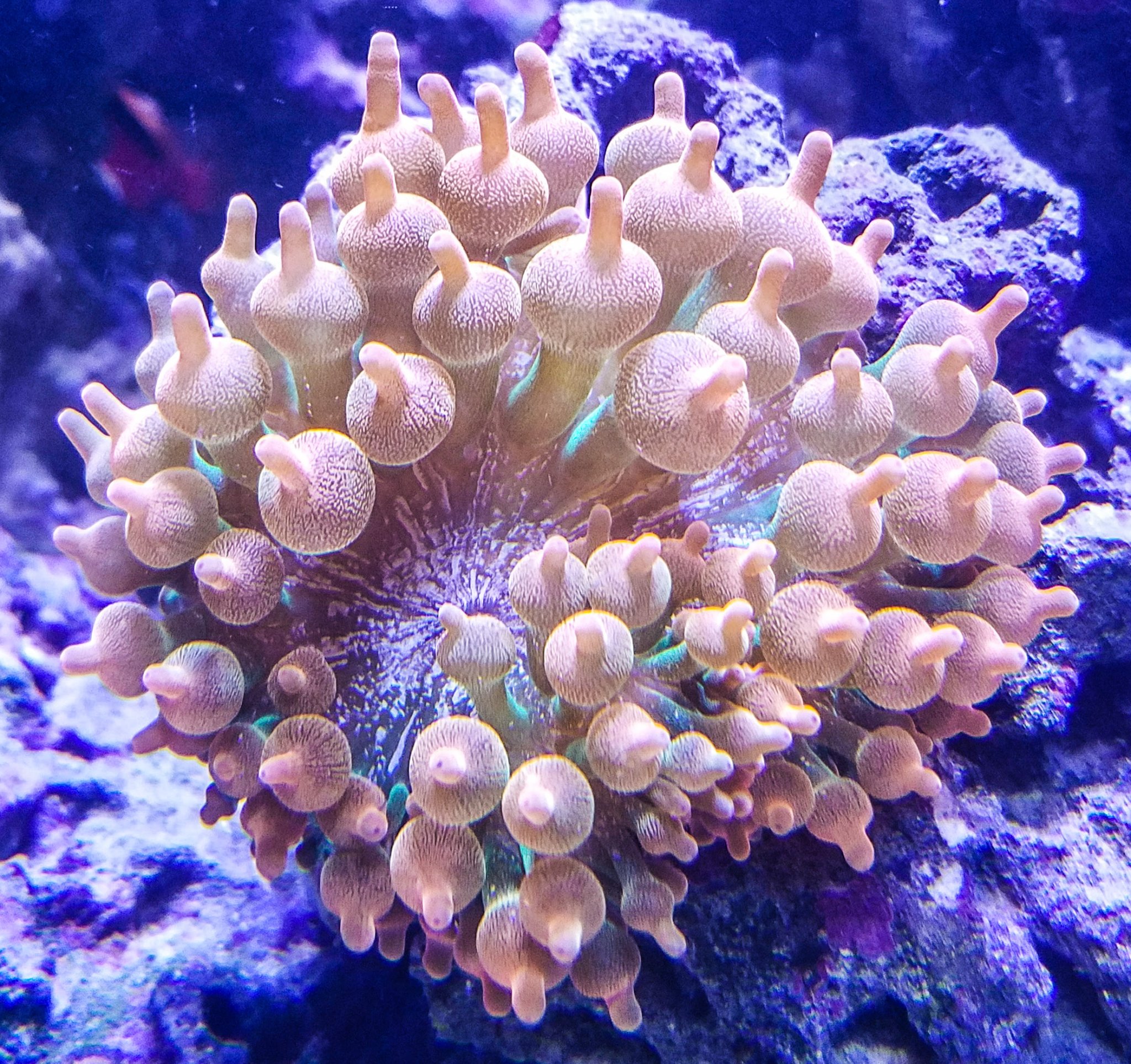 Rainbow Bubble Tip