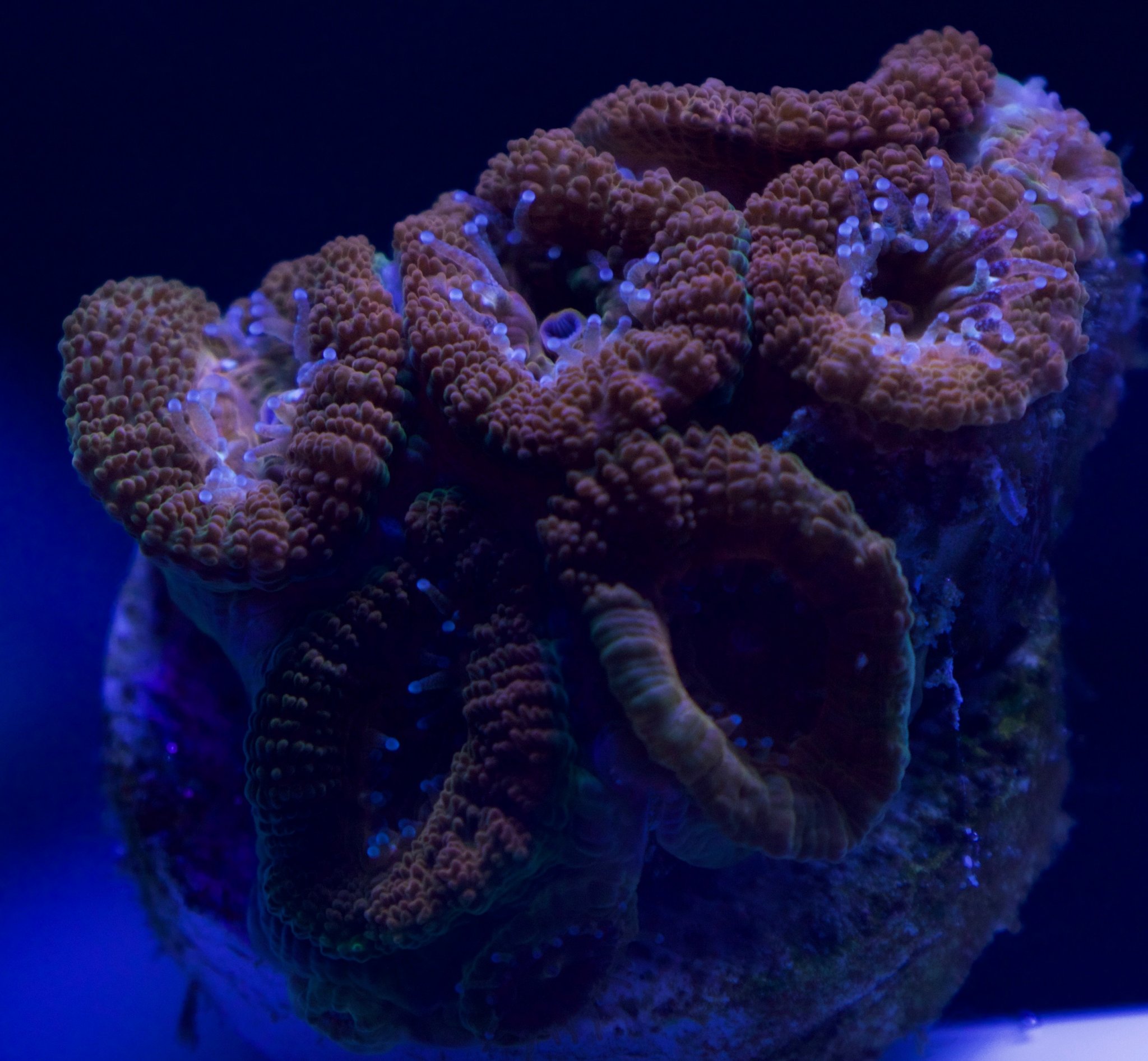 RainbowAcan