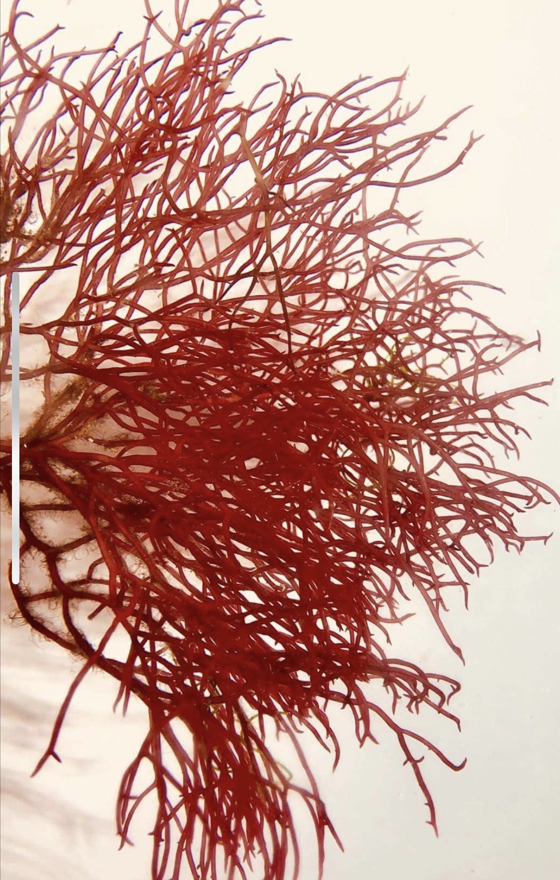 RedAlgae