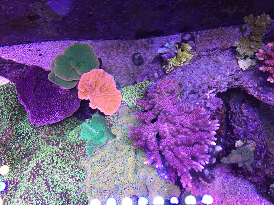 Reef2