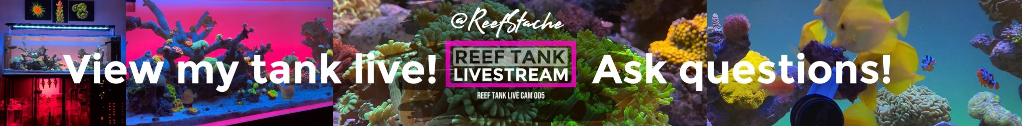 reefstache_reef_tank_live_web_cam.jpg