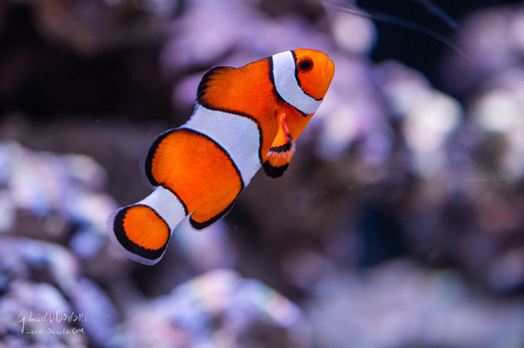 Rescue Clown