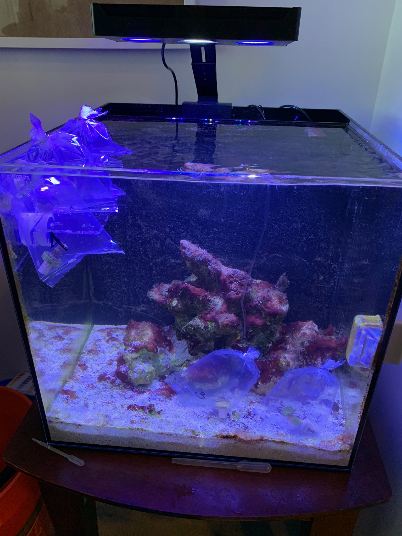 riley perkofski - fish tank