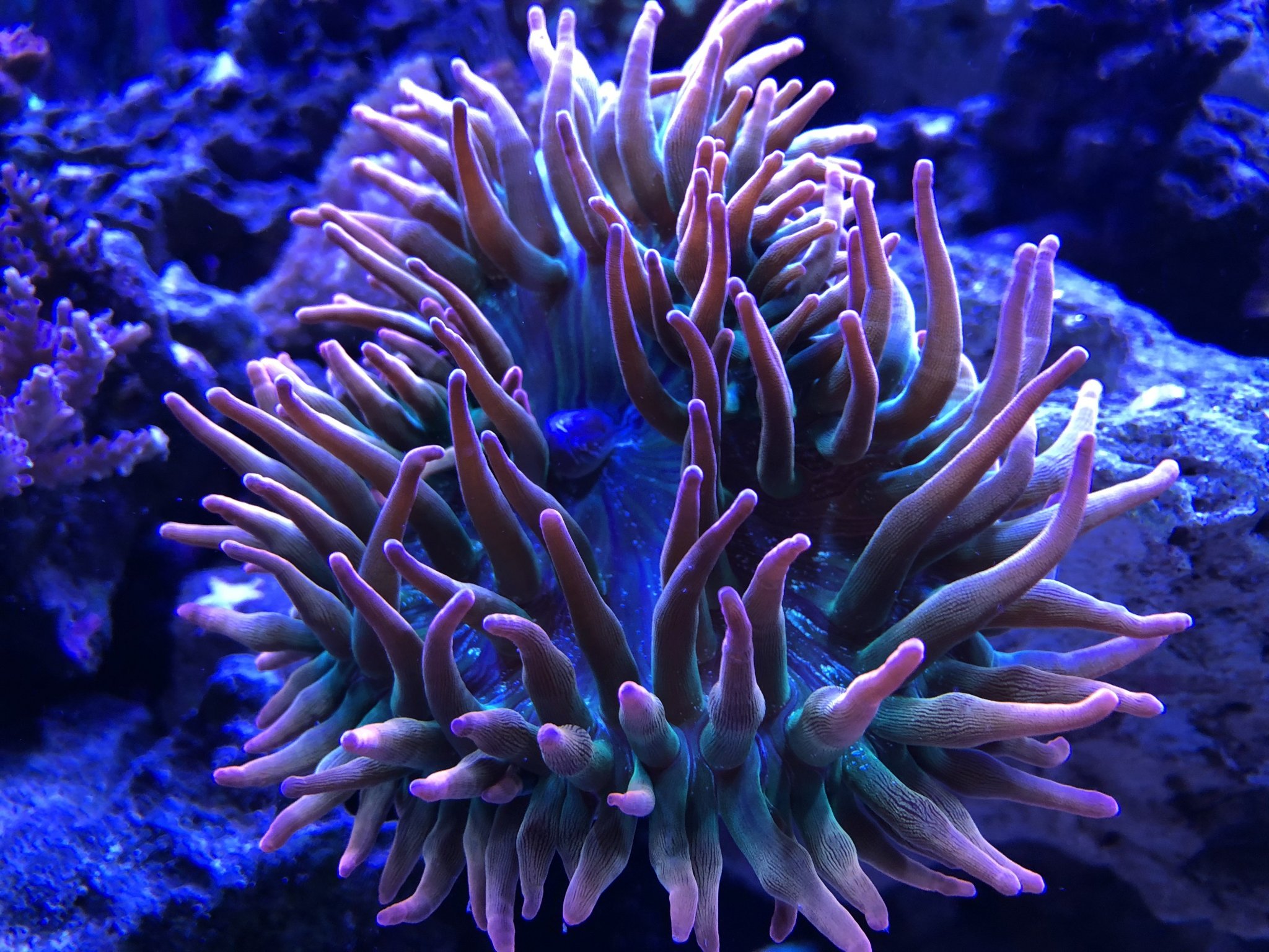 Rose Bubble Tip Anemone