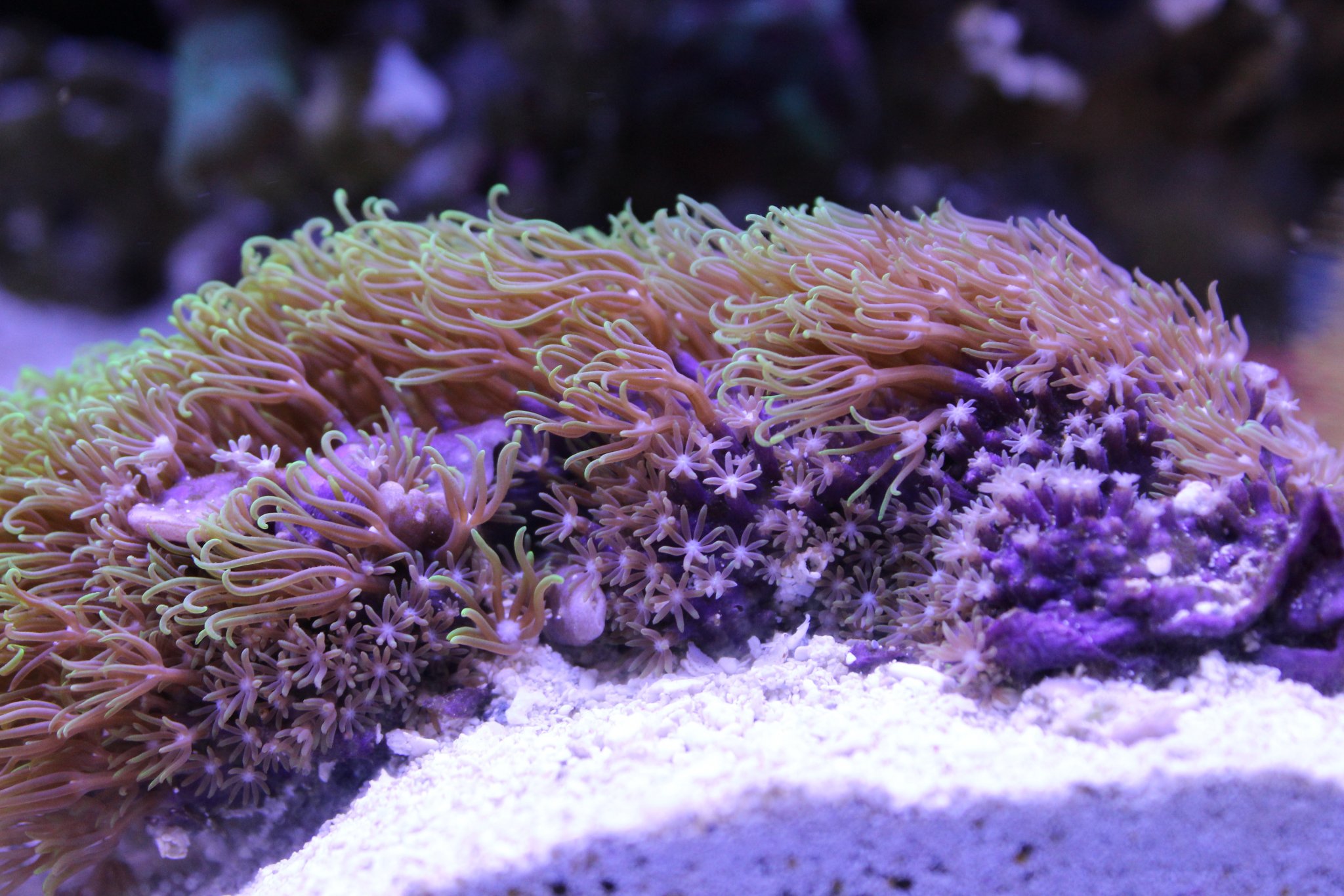 star polyps.JPG