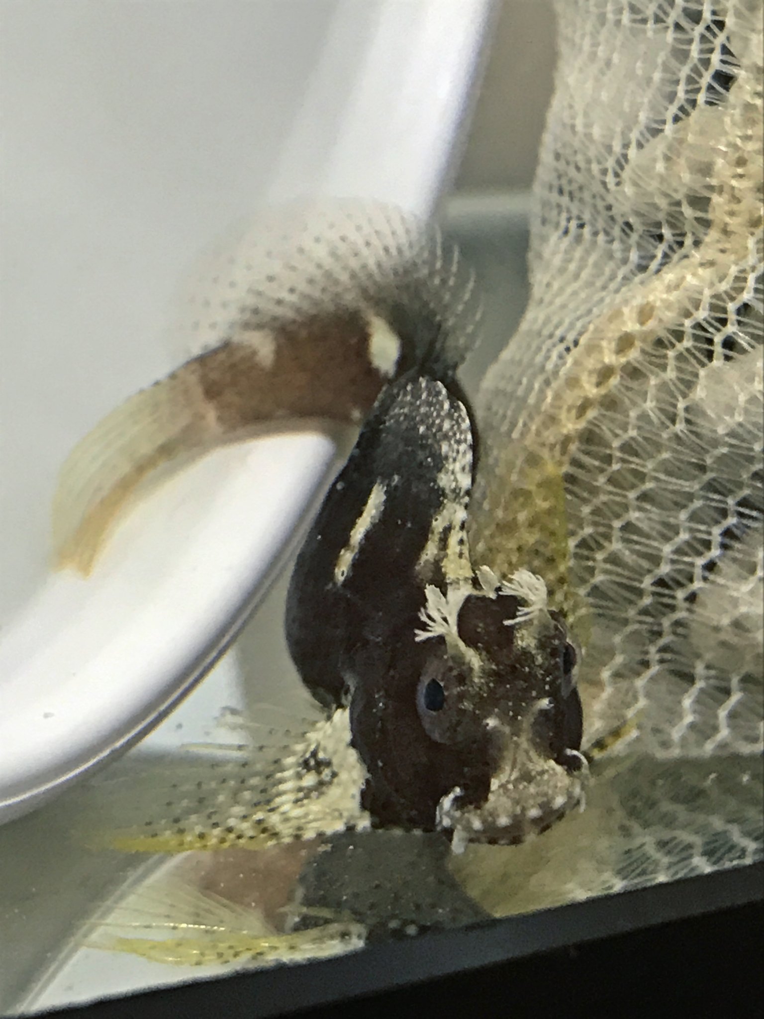 Starry Blenny in QT 7-16-17
