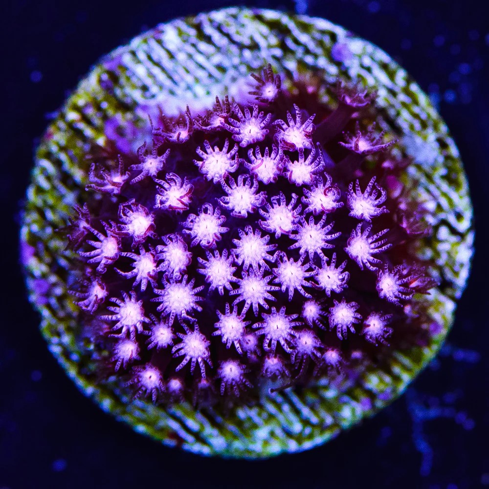Stylocoeniella  JC Pink Polyp Coral.jpg