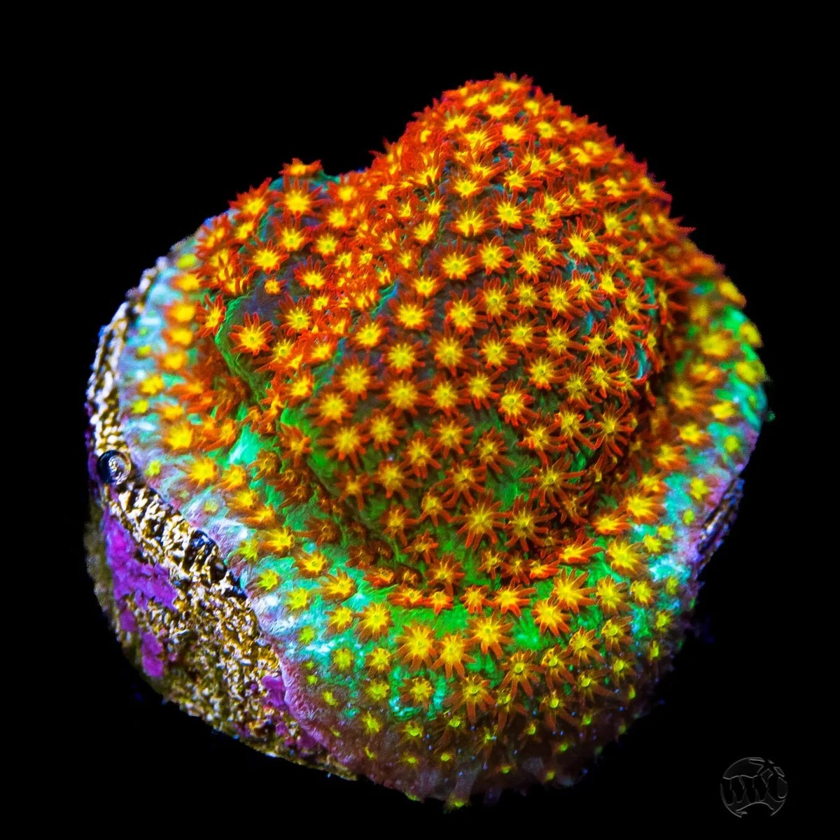 Stylocoeniella  WWC Close Encounter Coral.jpg