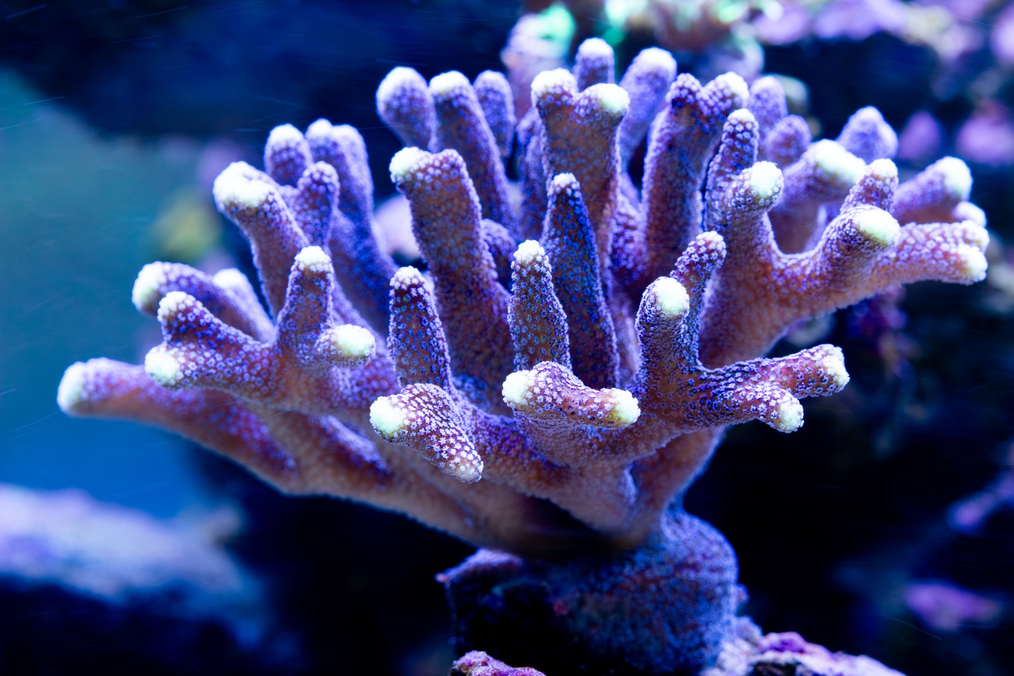 Stylophora Purple.jpg