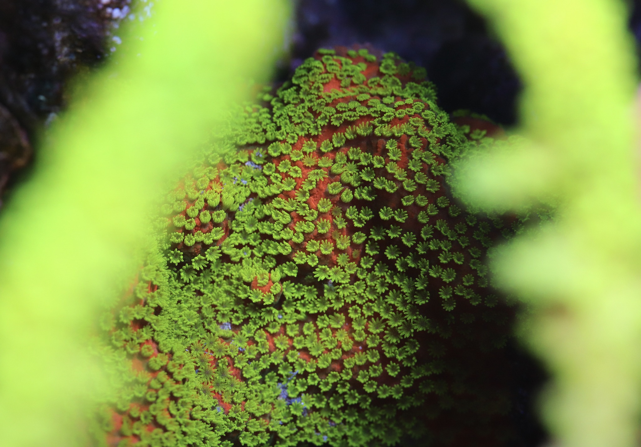 Sunset Montipora