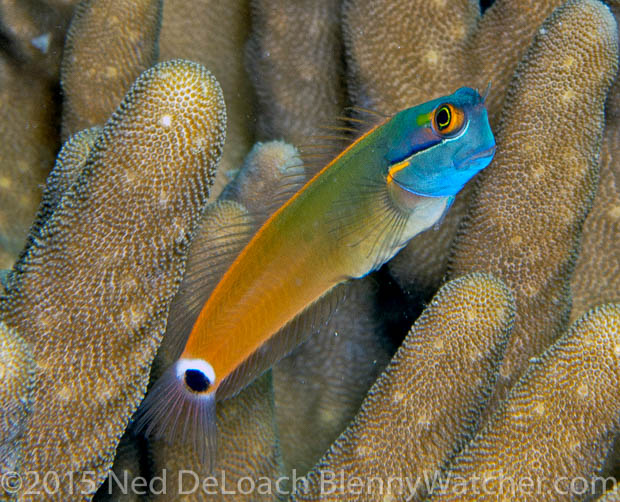 Tailspot-Coralblenny-Ecsenius-stigmatura