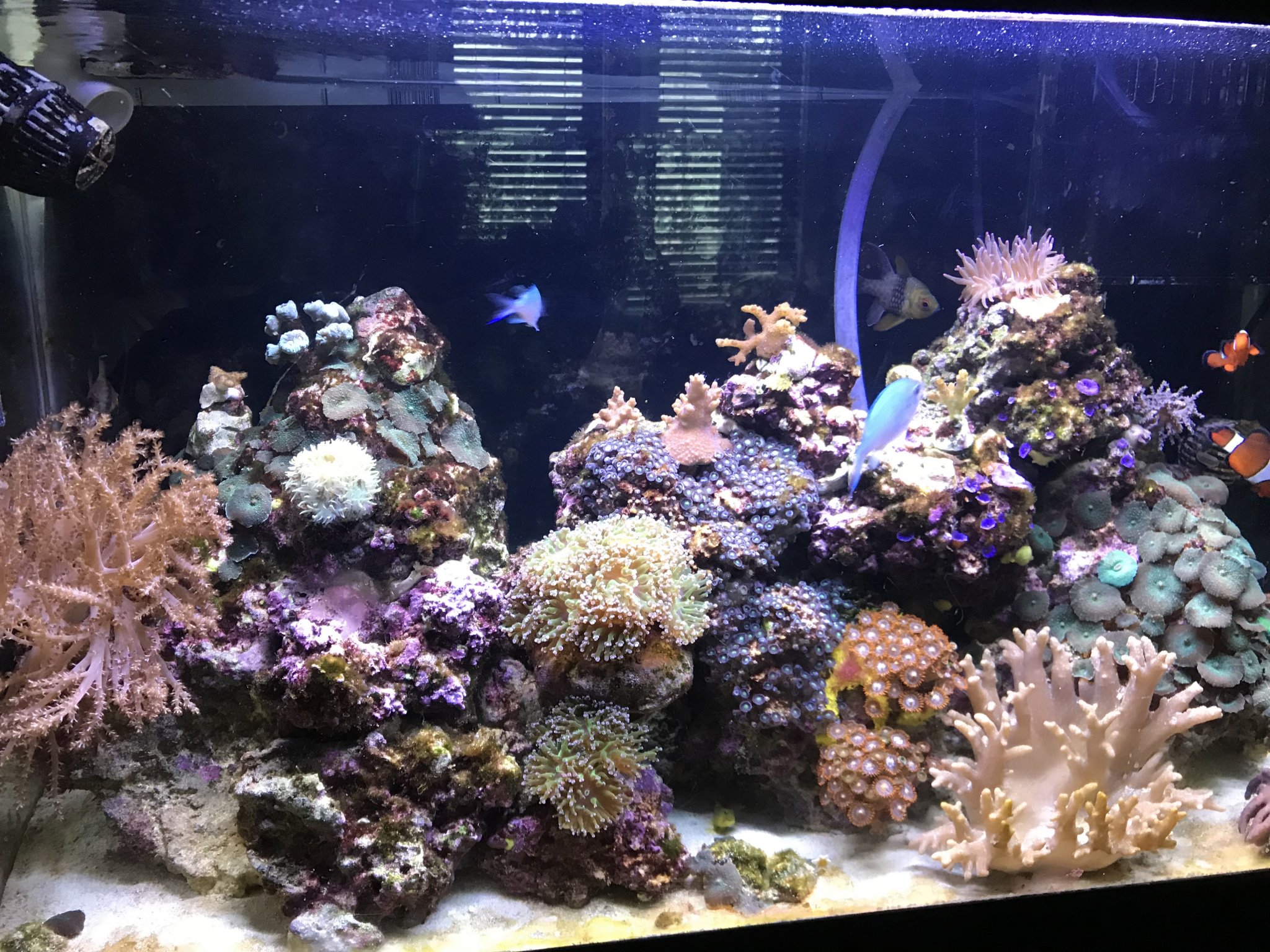 Tank shot Dec 2017