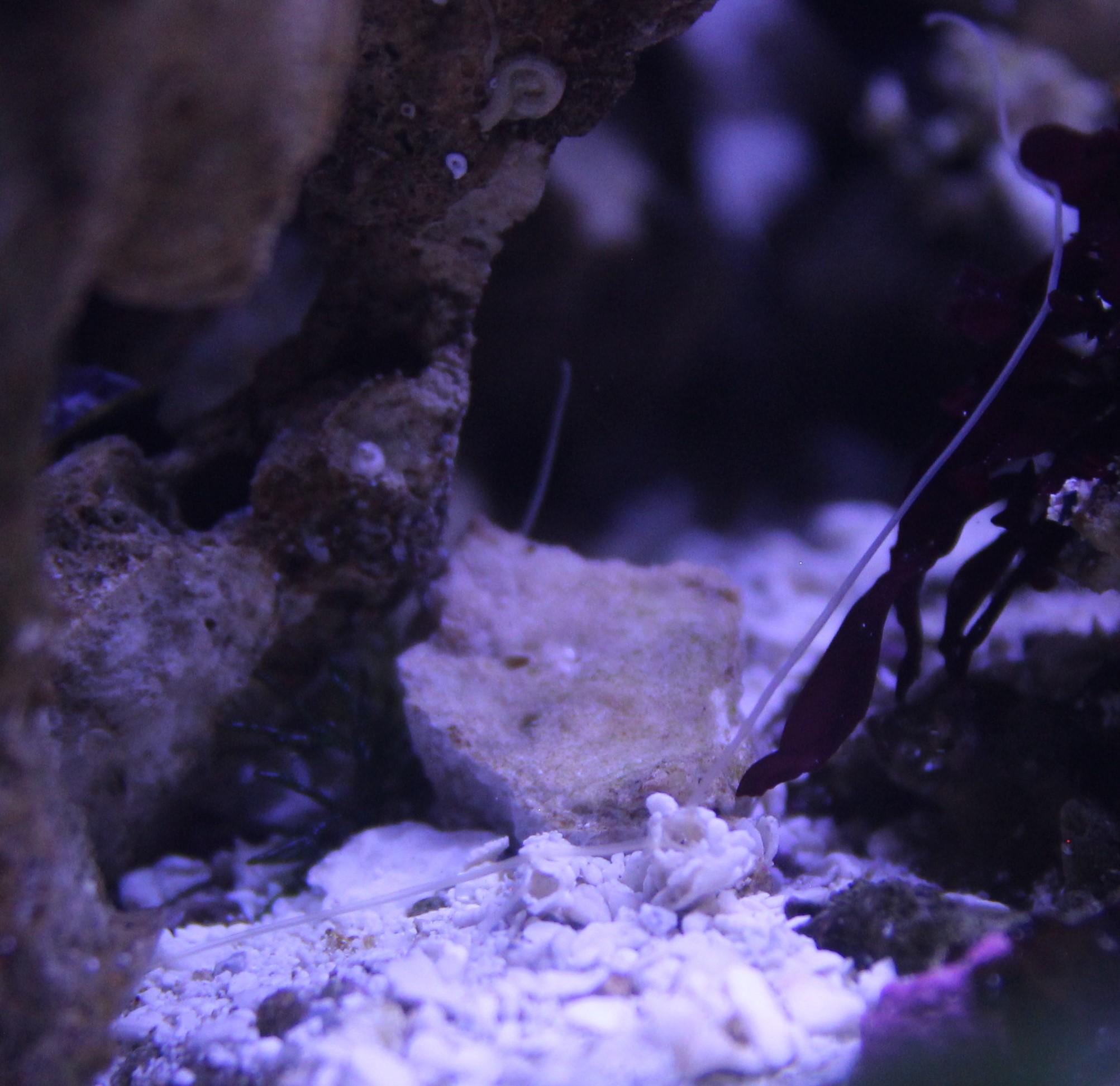 tube worm.jpg