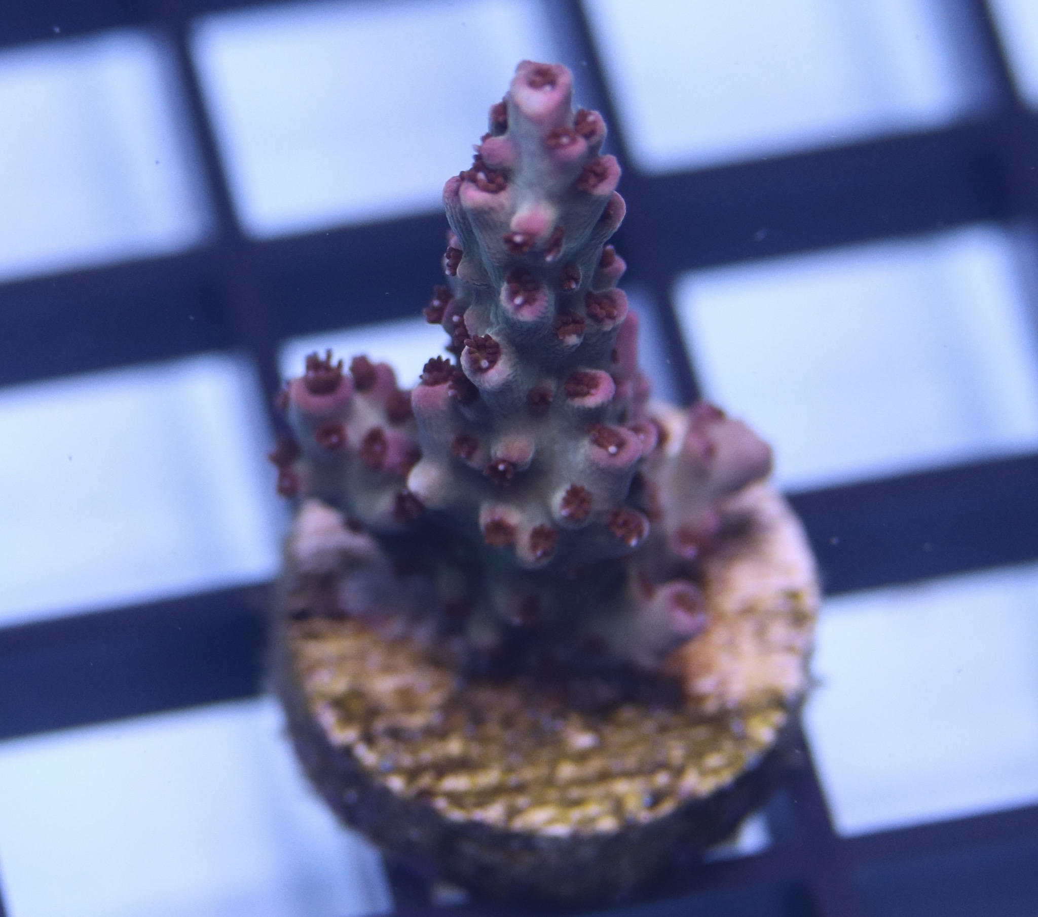Unique Corals Cotton Candy