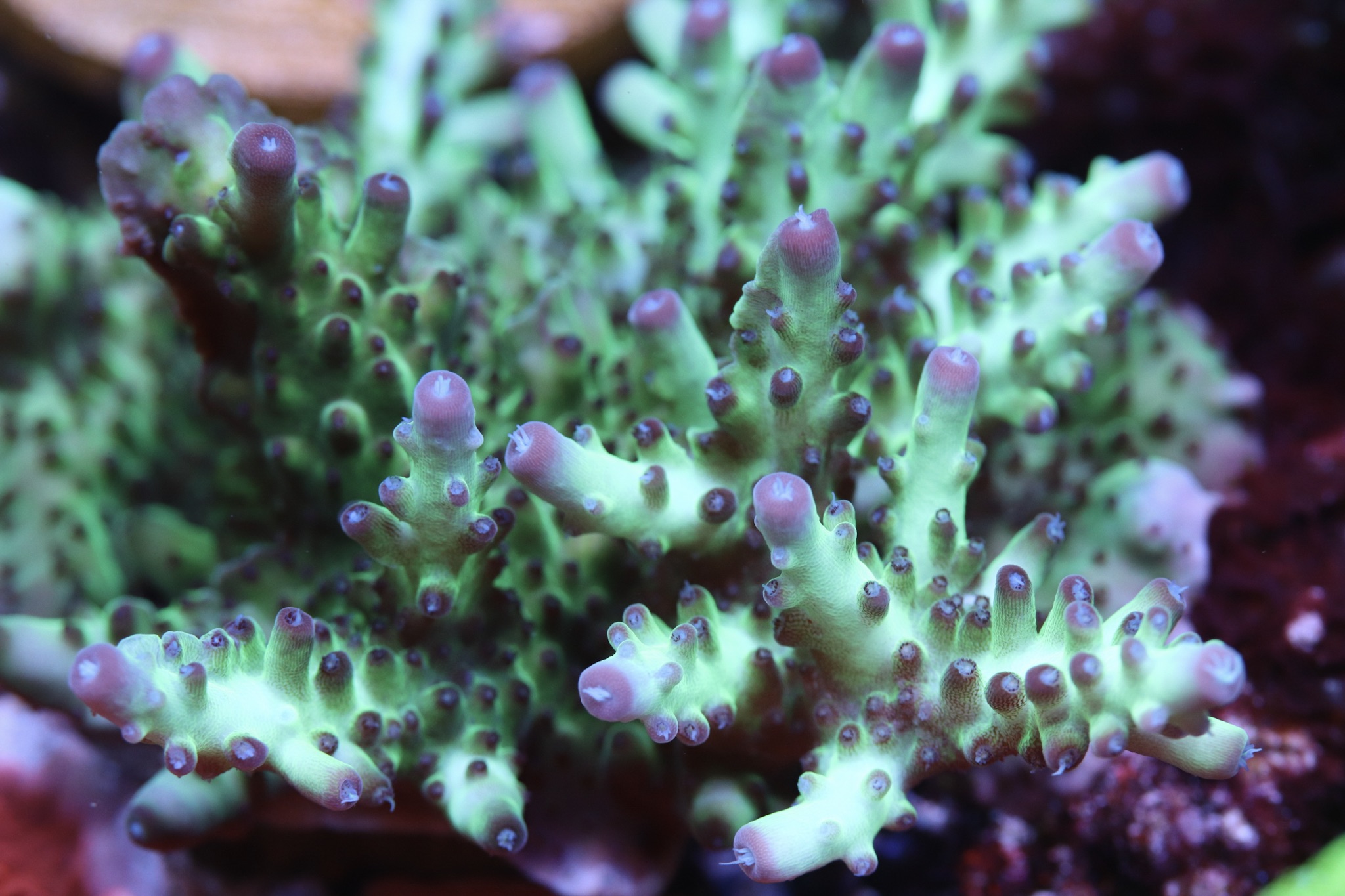Unique Corals Torquiose Stunner