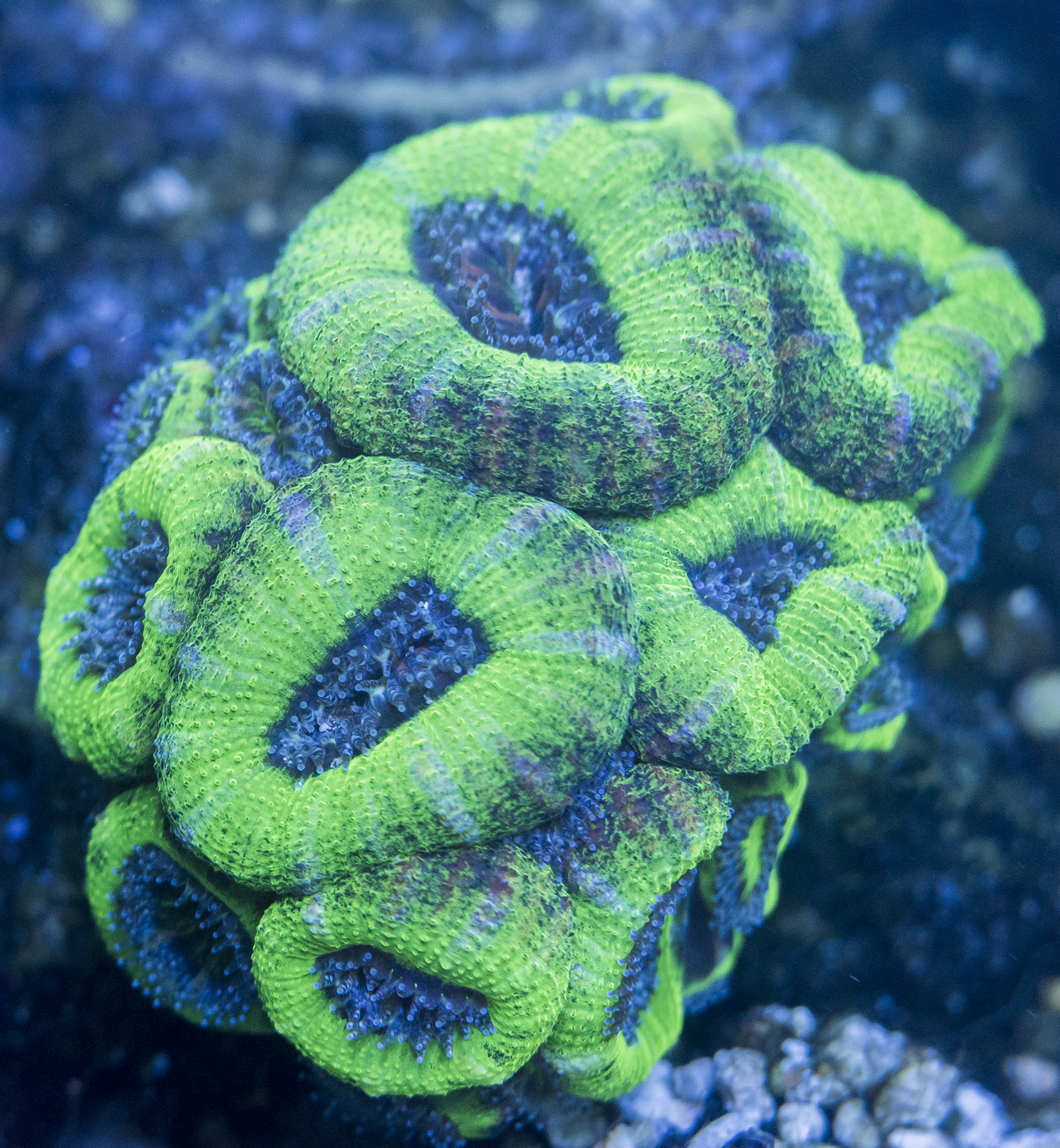 Unknown Acan