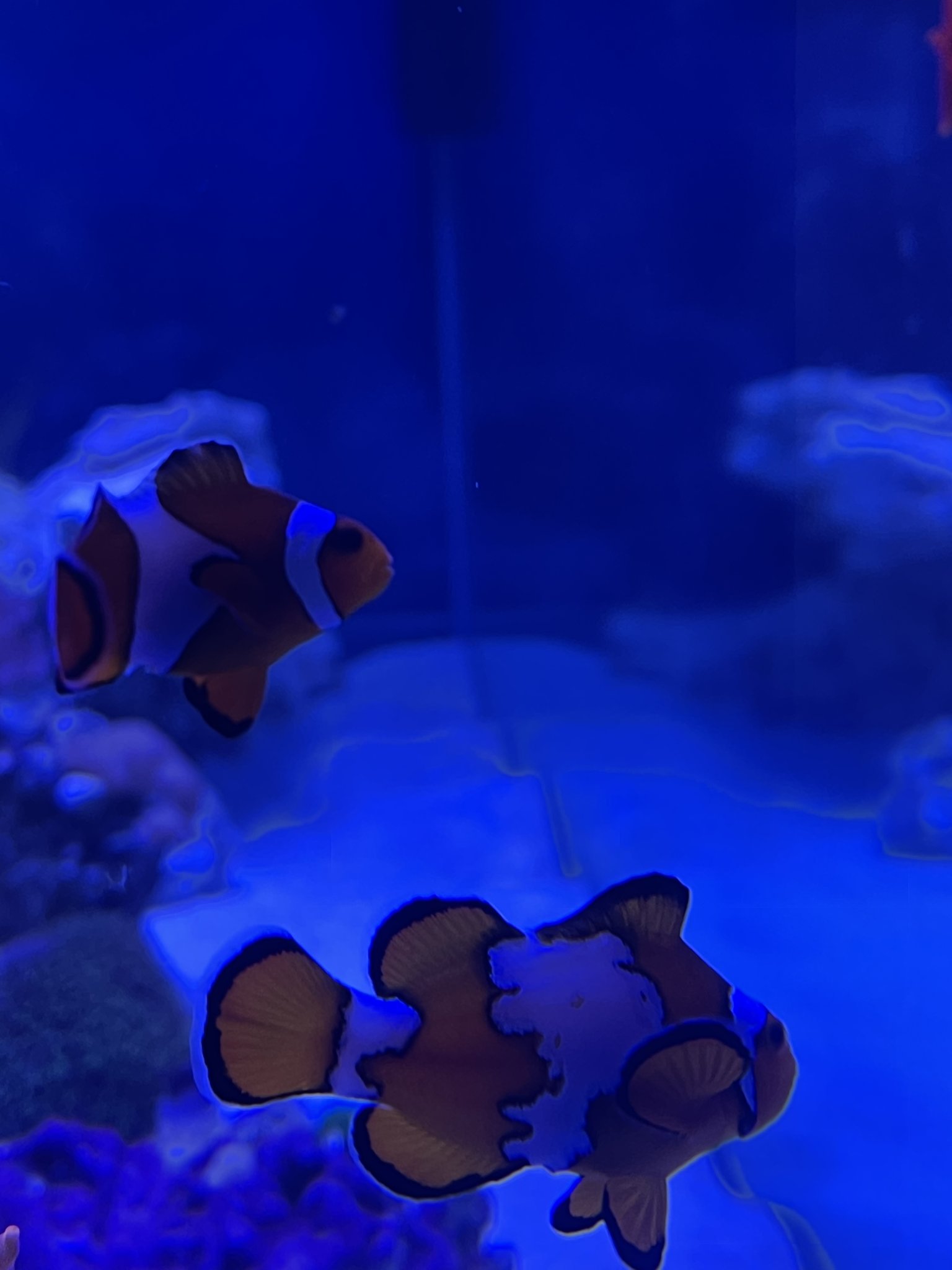 Unknown clownfish breeds