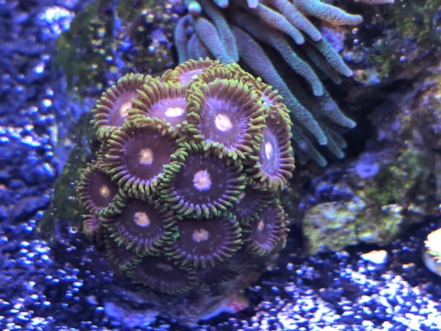 Unnamed Green and Pink Zoa