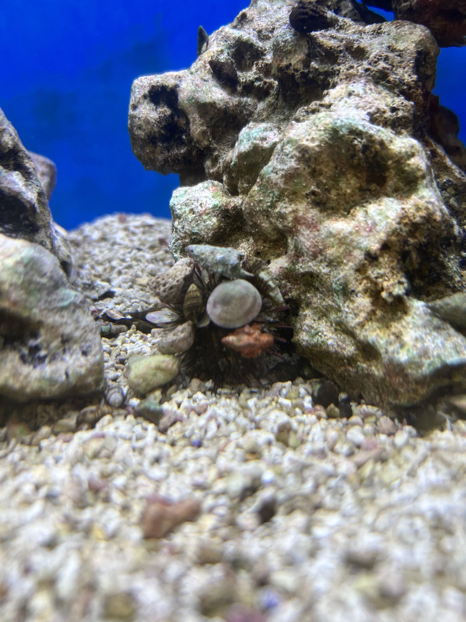 Urchin