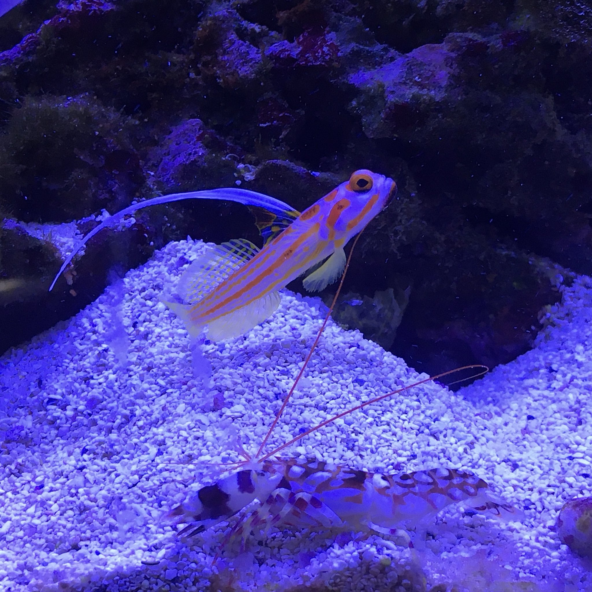 Yasha Goby & his plus one | REEF2REEF Saltwater and Reef Aquarium Forum