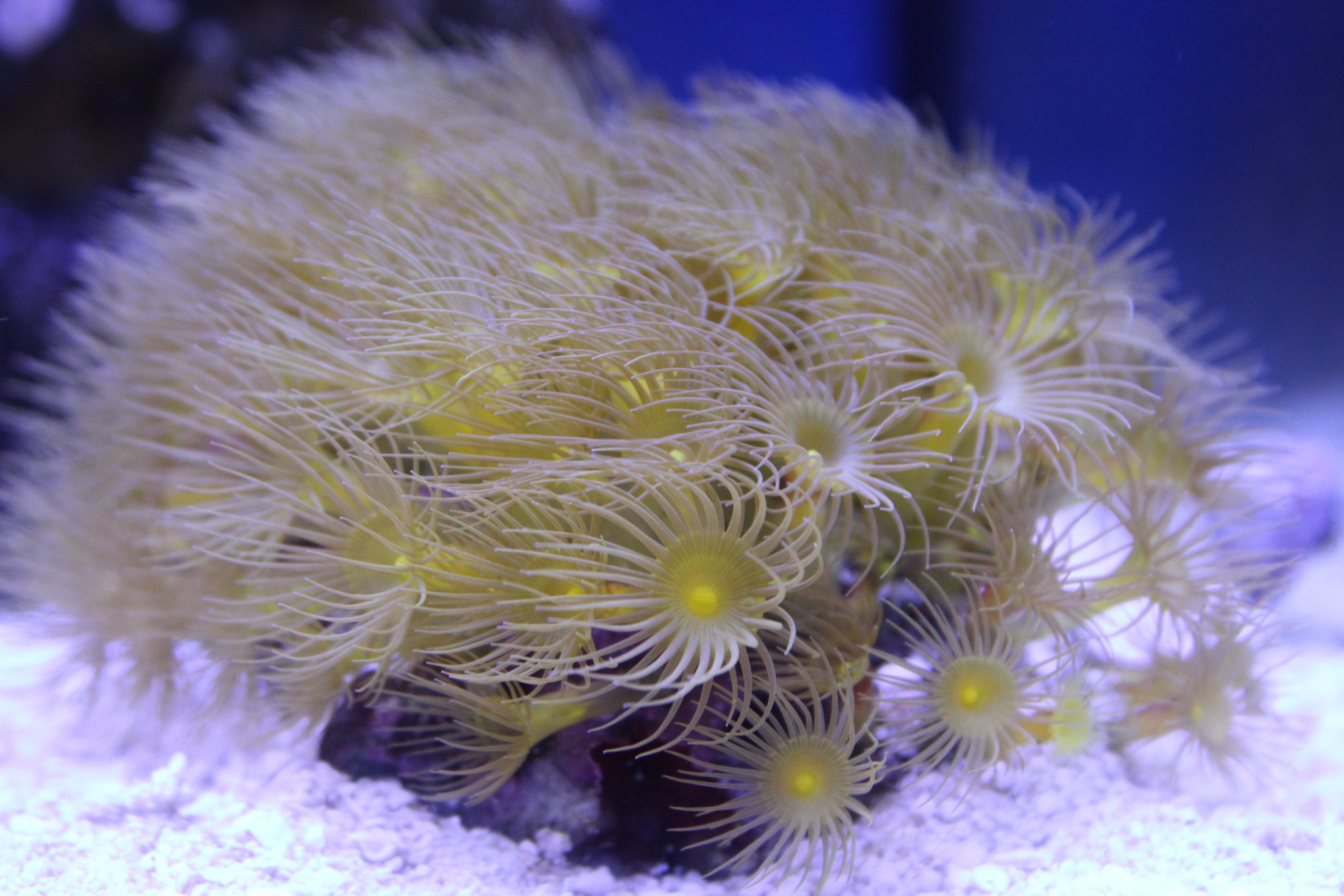 yellow polyp.JPG