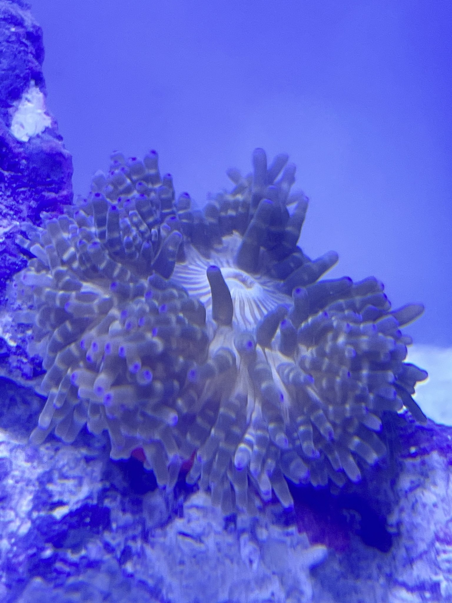 Zebra Mat Nem