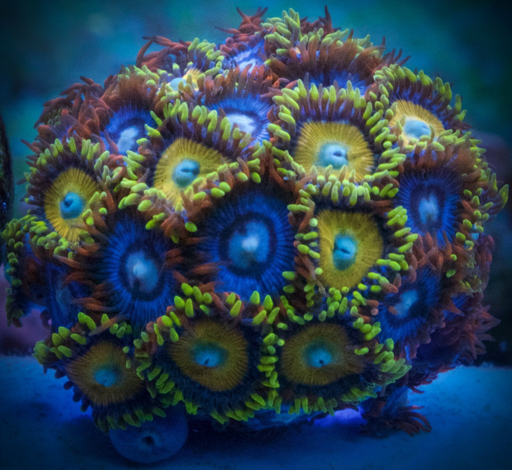 zoa mix