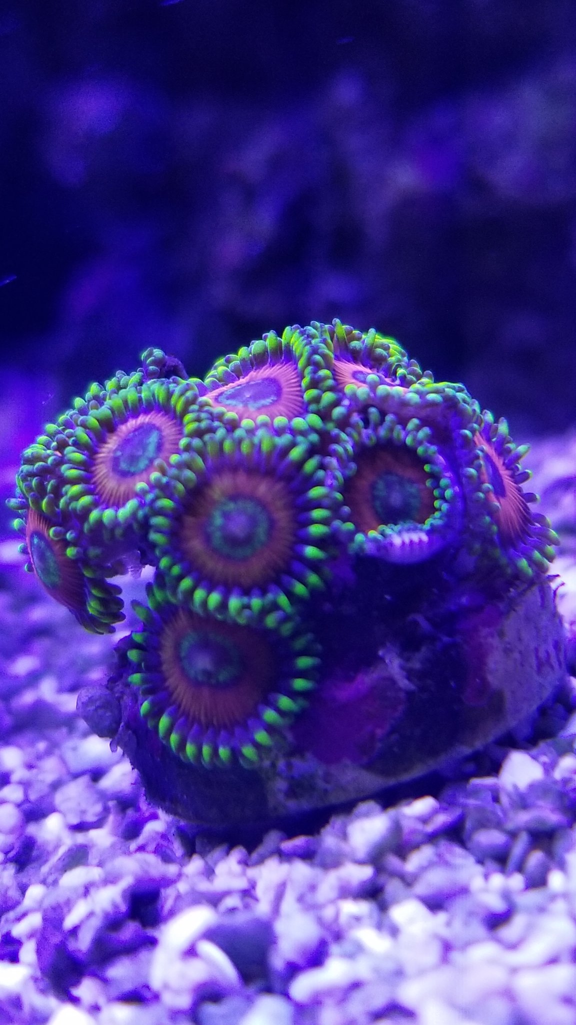 Zoa purchased at FAMAS