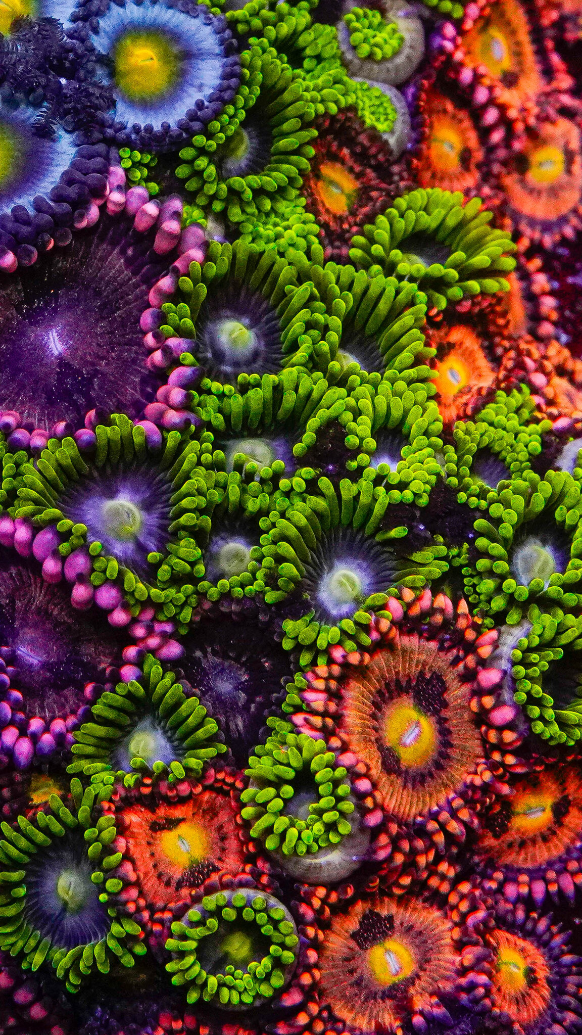 Zoa_Land
