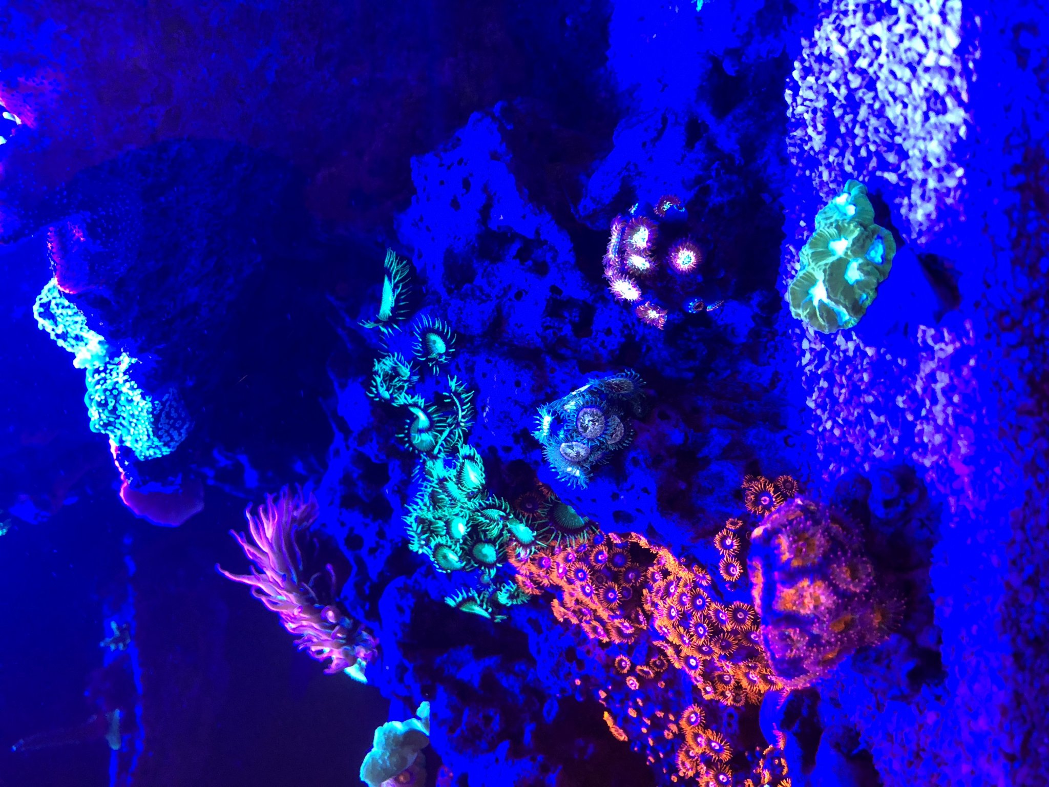 Zoas 1