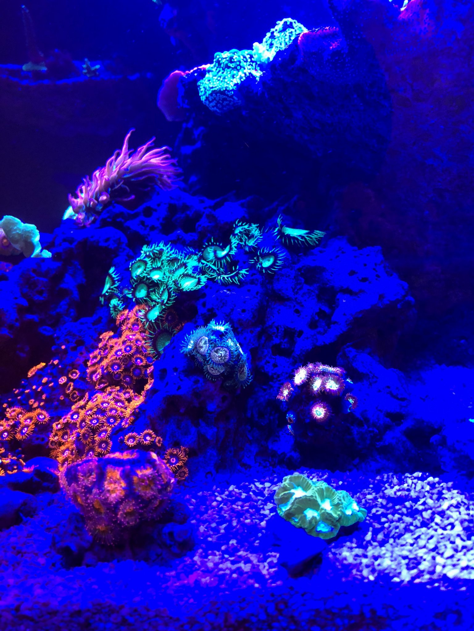 Zoas 1